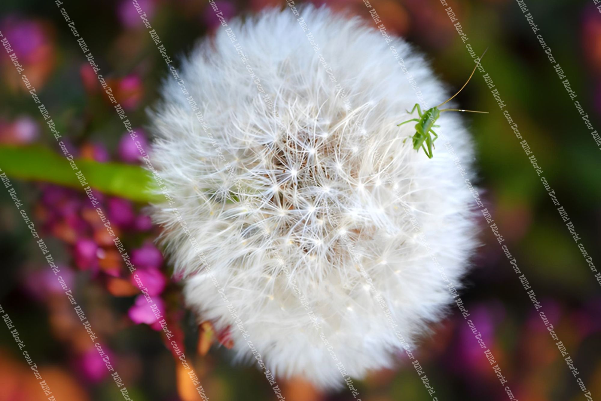 Sauterelle et pissenlit