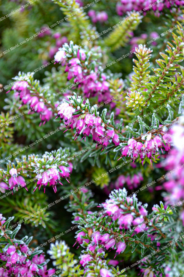 Bruyère d'hiver