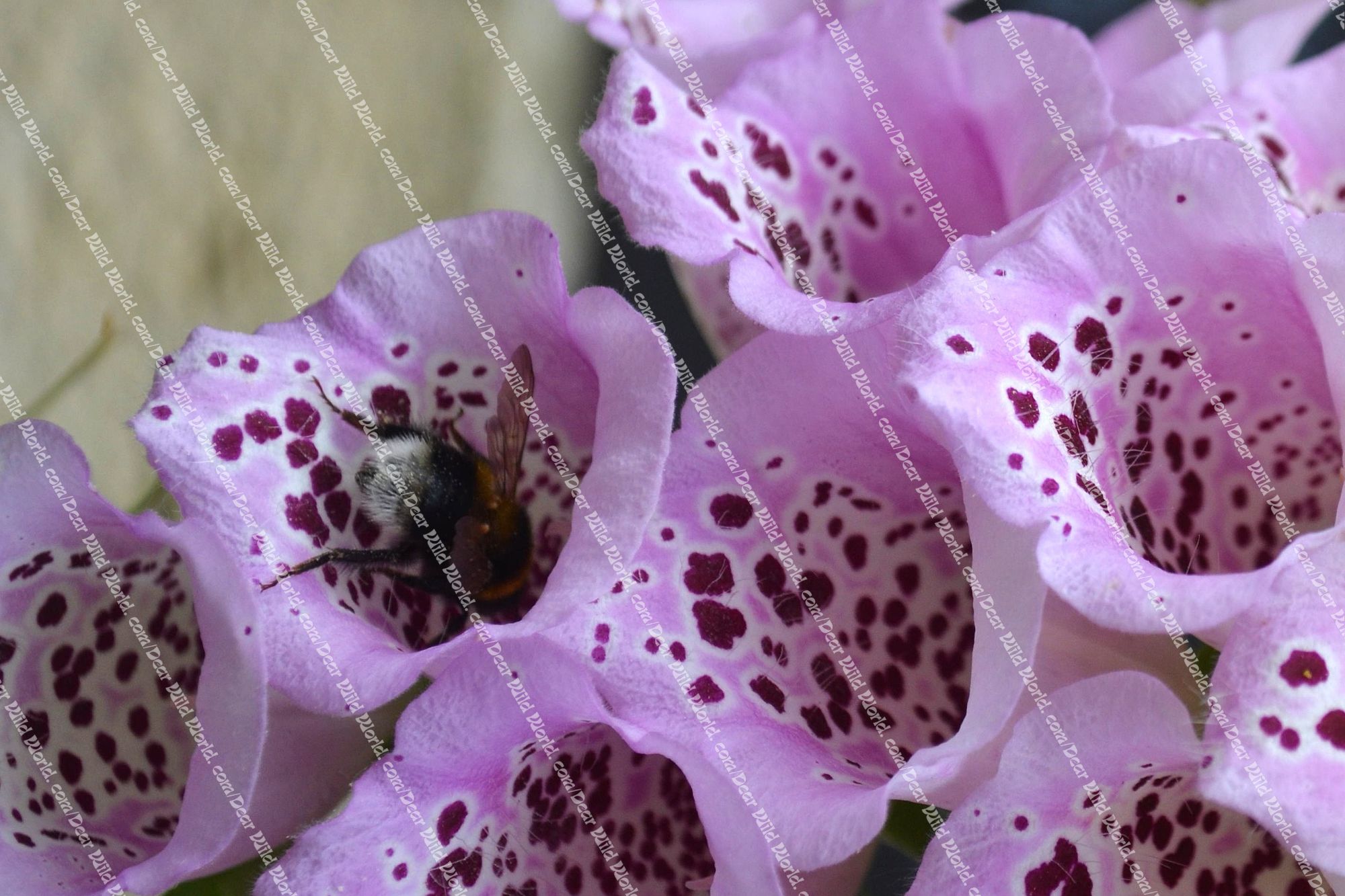 Bourdons et digitale