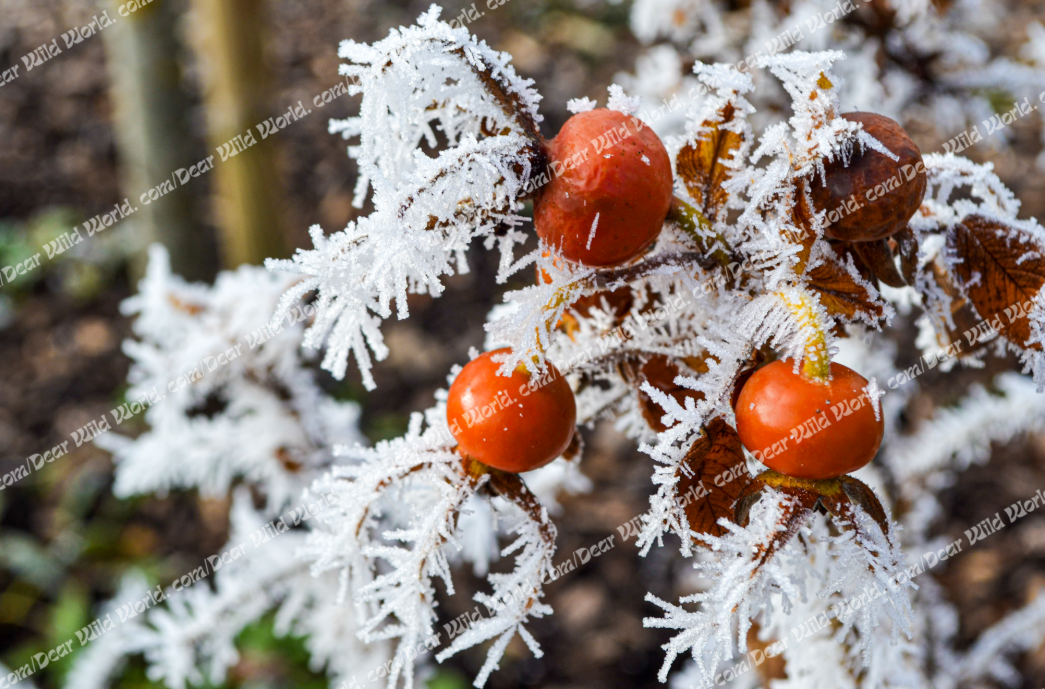 Pommier  d’ornement givrées