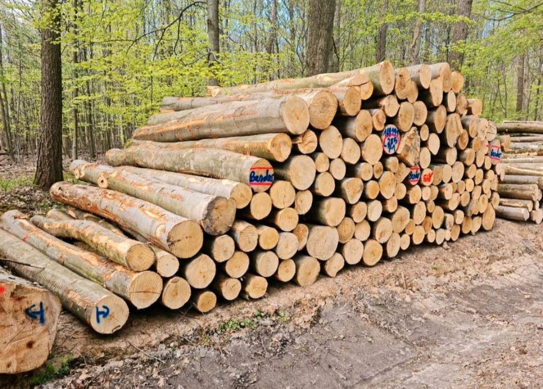 Stammholz - Buche 20 RM