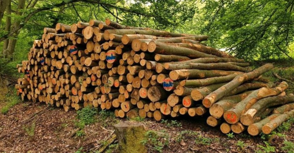 Stammholz - Nadelholz 