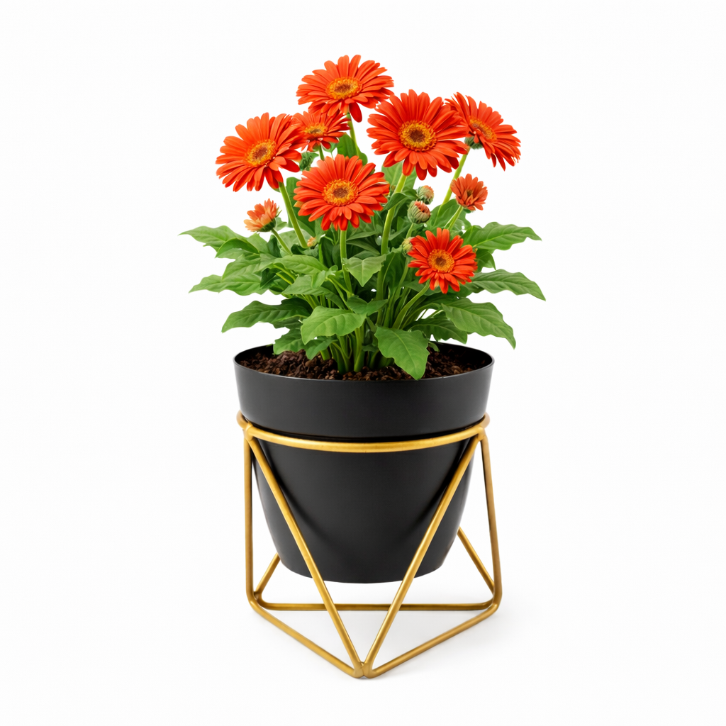 Gerbera Daisy Plant in Modern Pot