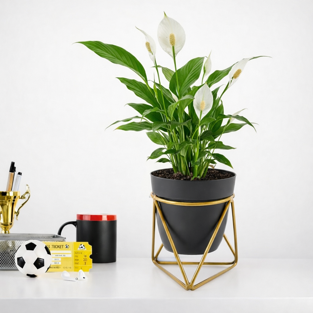 Peace Lily in Modern Planter