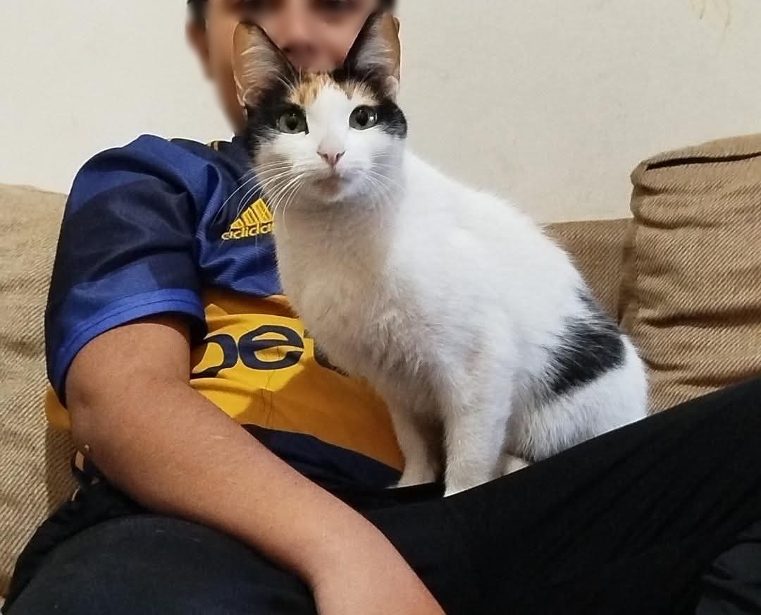 🚨🐱 GATITA EXTRAVIADA – NINI 🐱🚨