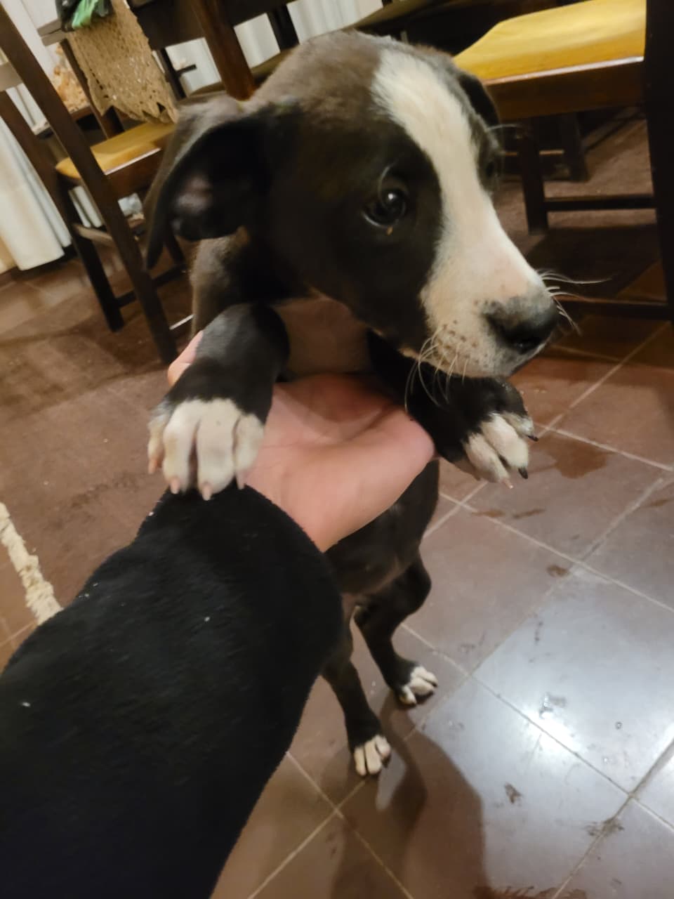 🚨🐶 PERRITA ENCONTRADA 🐶🚨