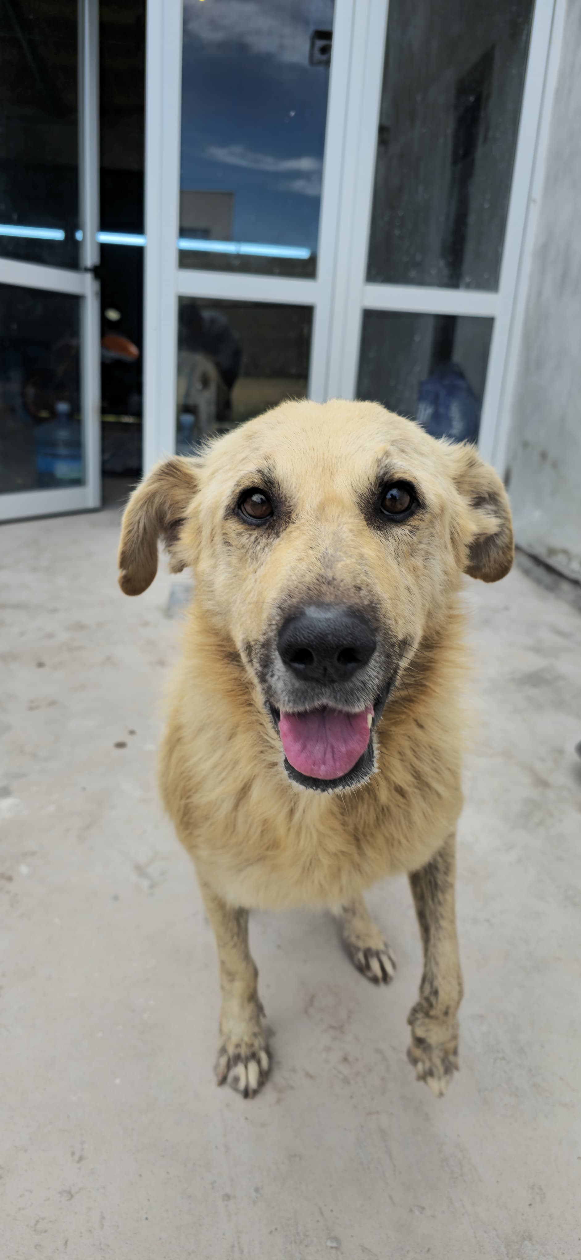 🐶🏡 PERRO ADULTO EN ADOPCIÓN RESPONSABLE 🏡🐶