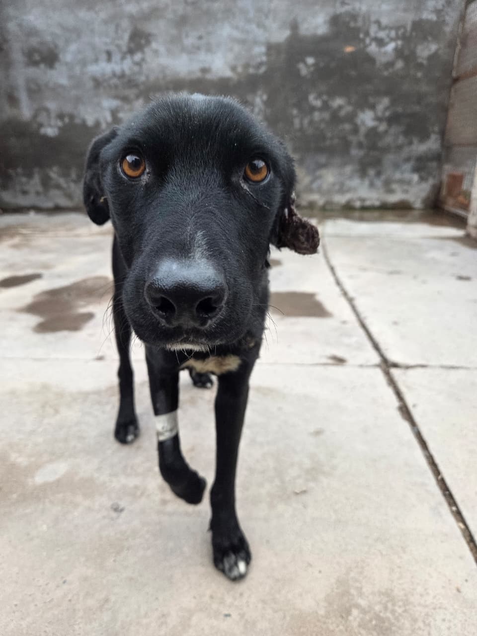 🐶 LA SEGUNDA OPORTUNIDAD DE TOTO