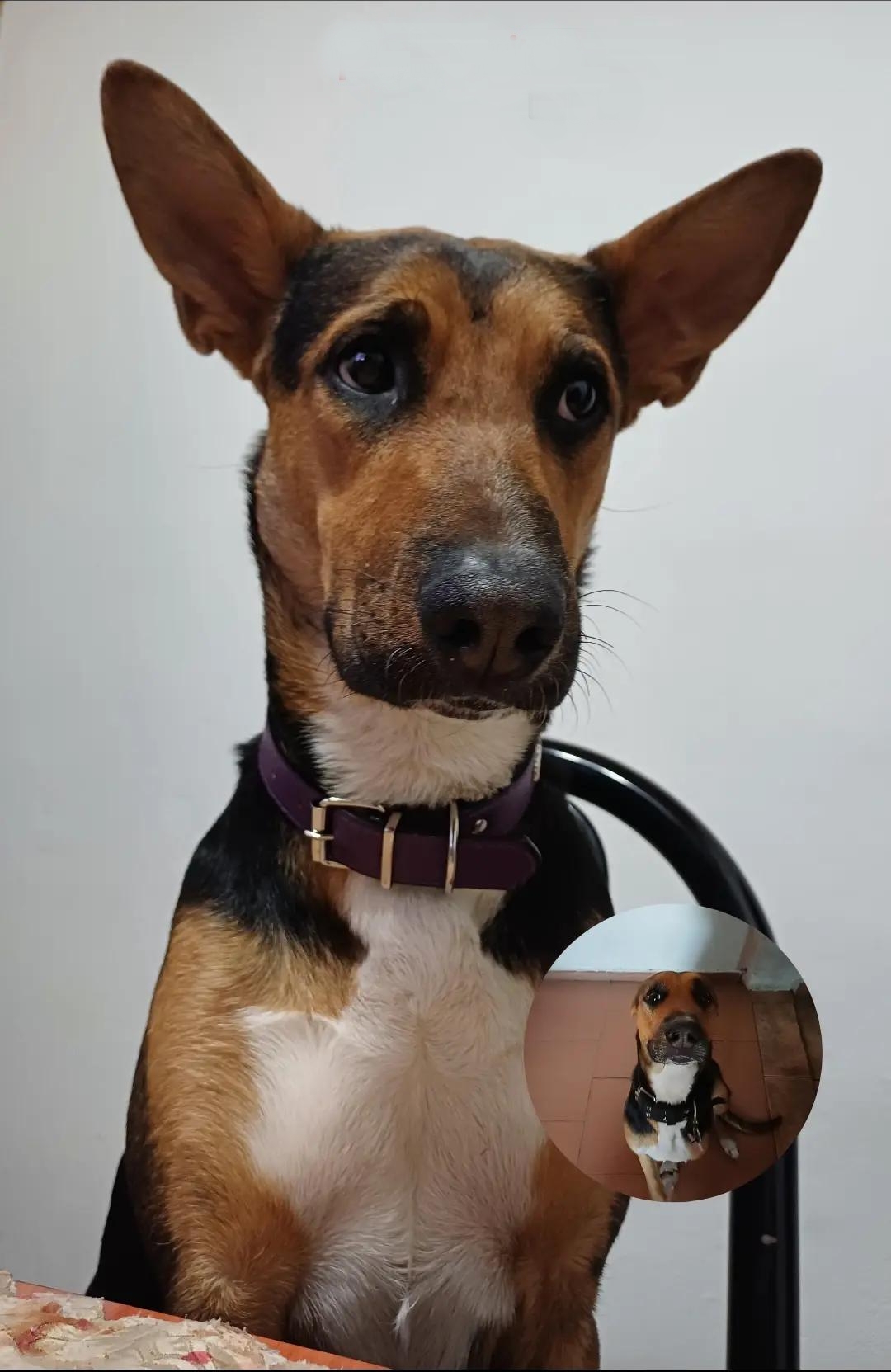 🐶💖 PERRITA EN ADOPCIÓN RESPONSABLE 💖🐶
