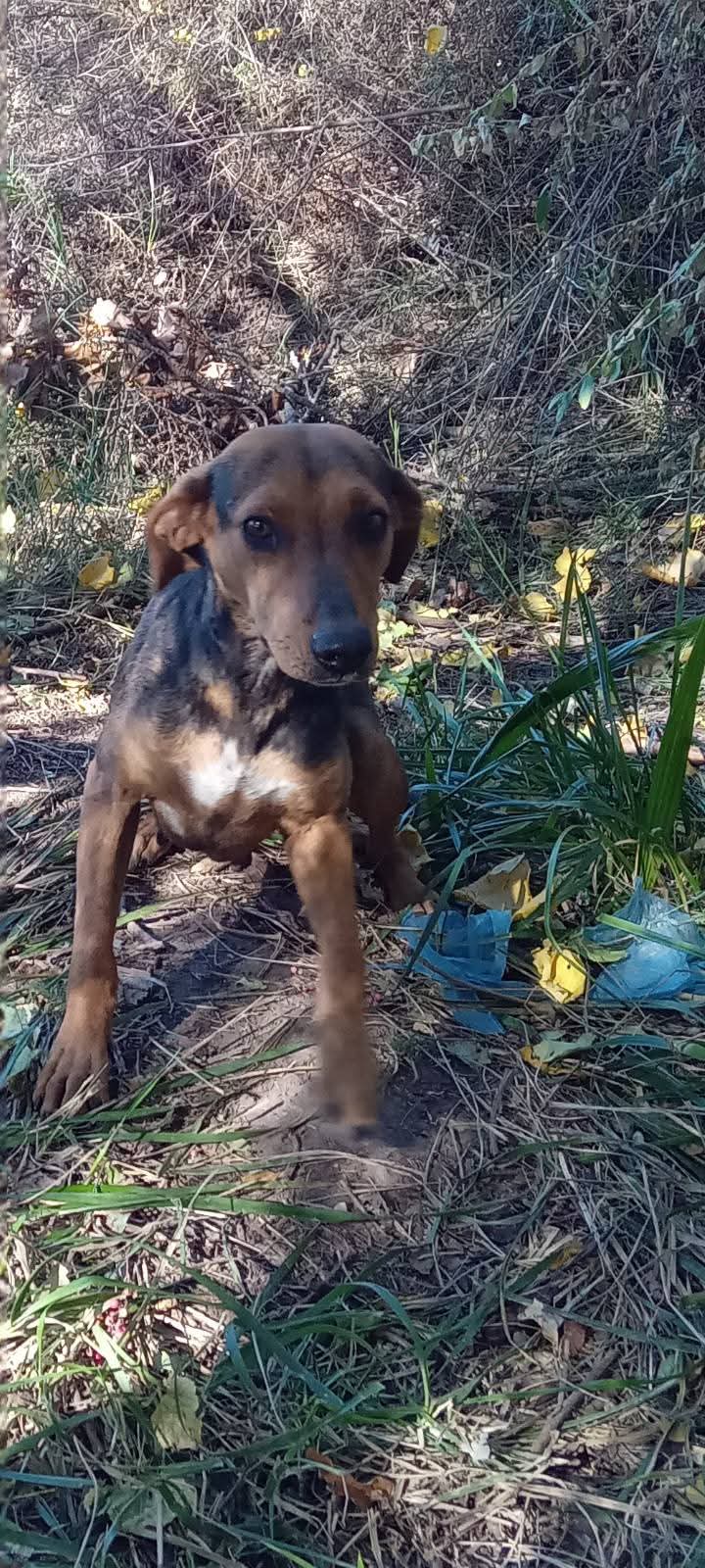 🐶💔 HERMANITOS ABANDONADOS EN RAMA CAÍDA 💔🐶