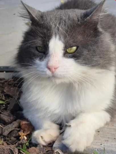 ¡Buscamos a Mishi!