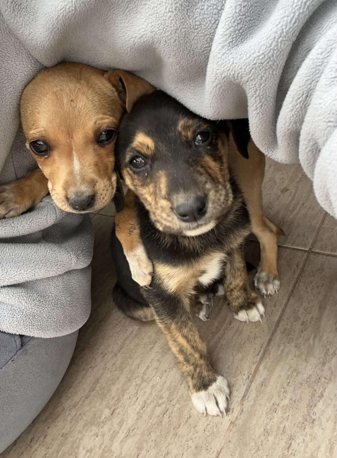🐾💛 CACHORRITOS EN ADOPCIÓN 💛🐾