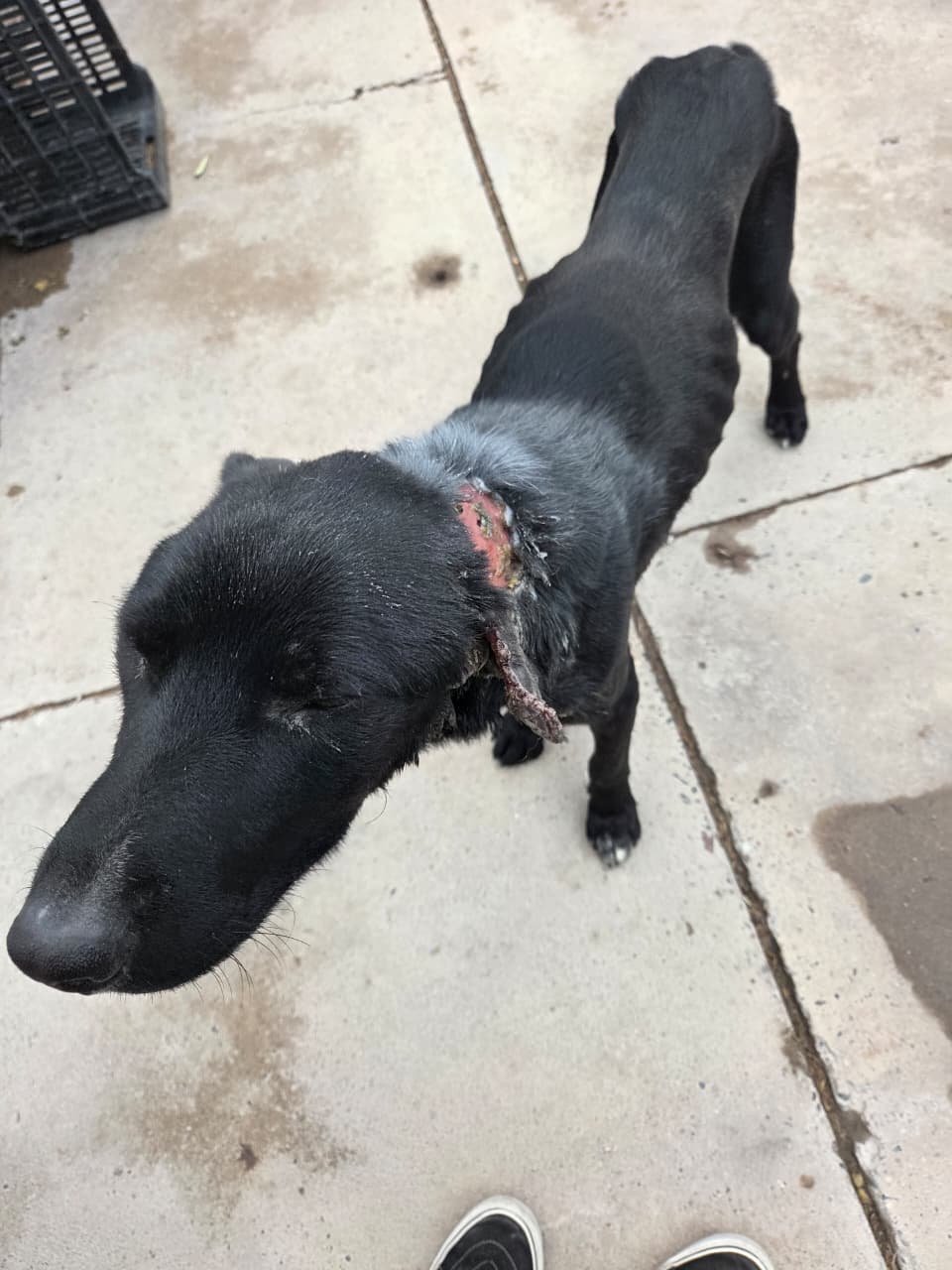 🐶 LA SEGUNDA OPORTUNIDAD DE TOTO