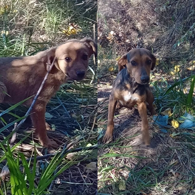 🐶💔 HERMANITOS ABANDONADOS EN RAMA CAÍDA 💔🐶