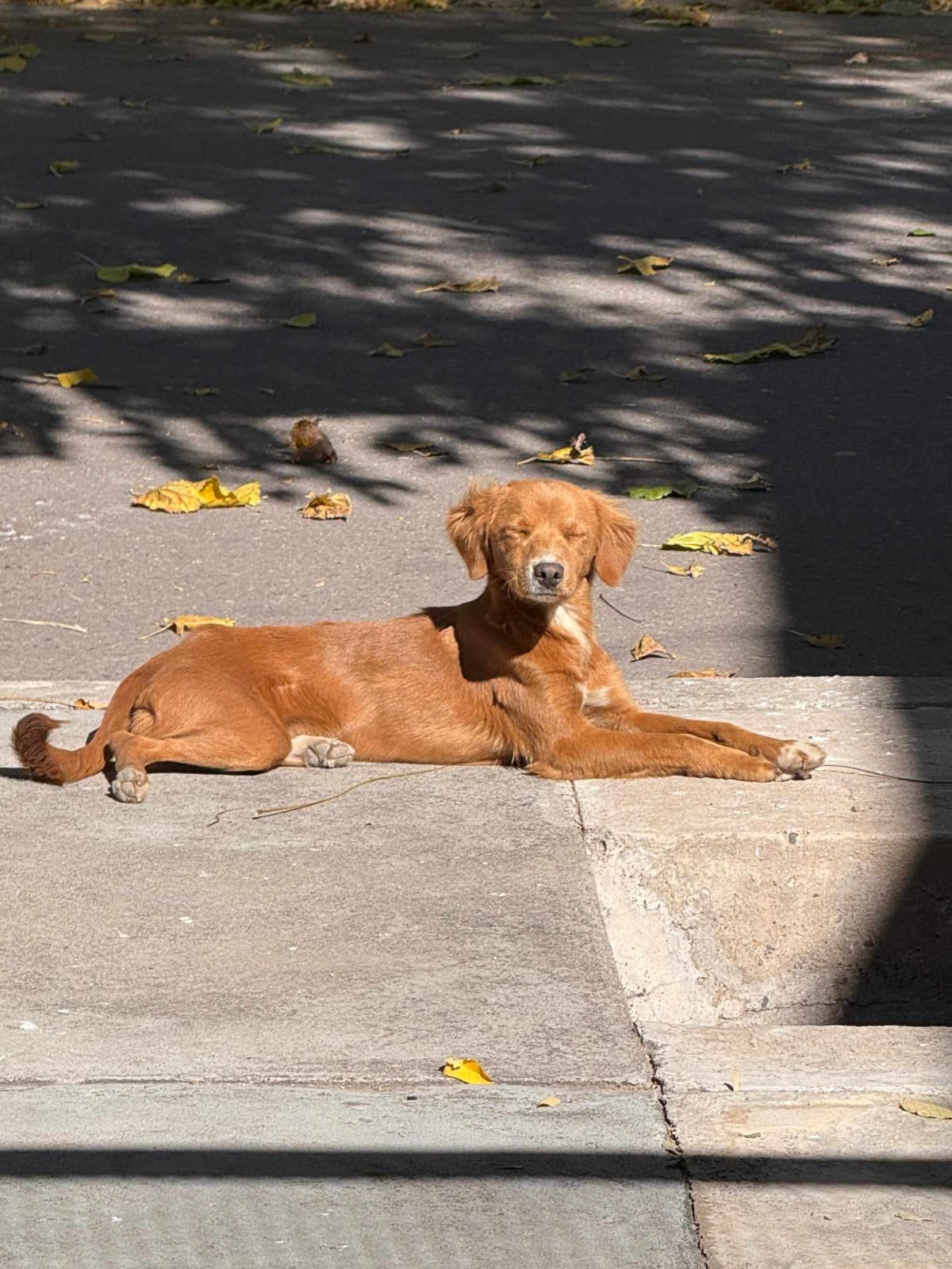 🐶💖 CACHORRA EN ADOPCIÓN 💖🐶