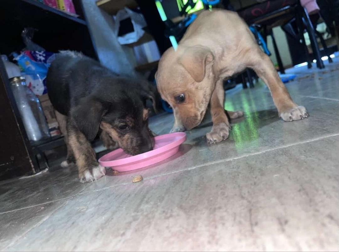 🐾💛 CACHORRITOS EN ADOPCIÓN 💛🐾