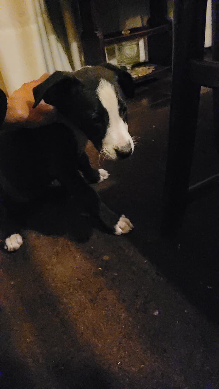 🚨🐶 PERRITA ENCONTRADA 🐶🚨