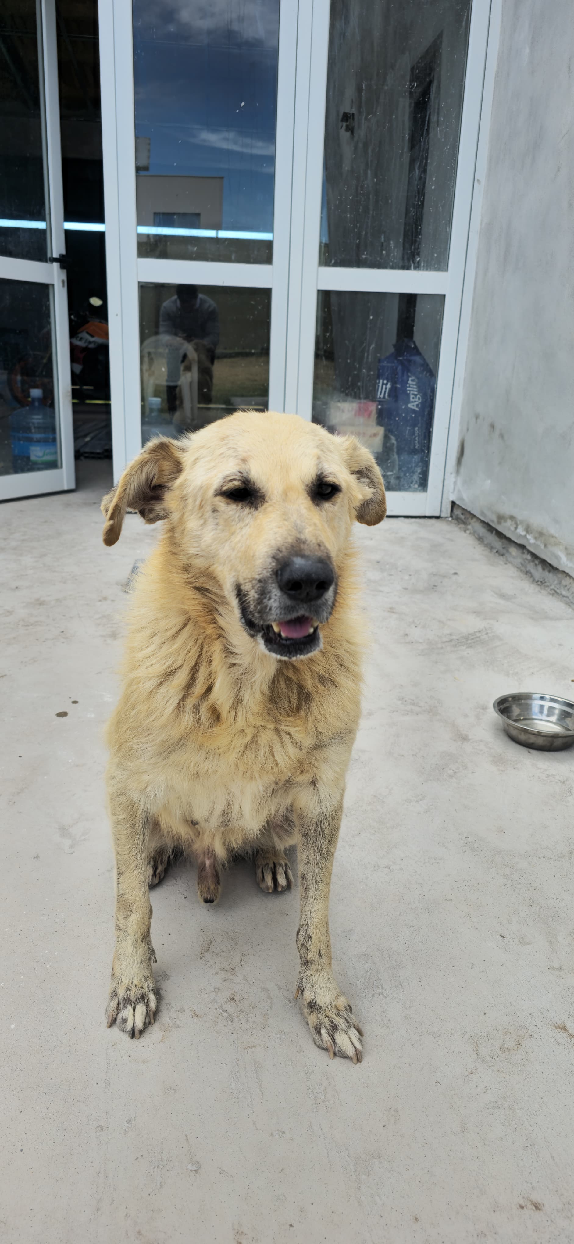 🐶🏡 PERRO ADULTO EN ADOPCIÓN RESPONSABLE 🏡🐶