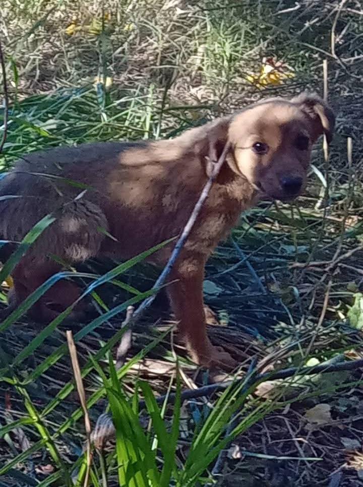 🐶💔 HERMANITOS ABANDONADOS EN RAMA CAÍDA 💔🐶