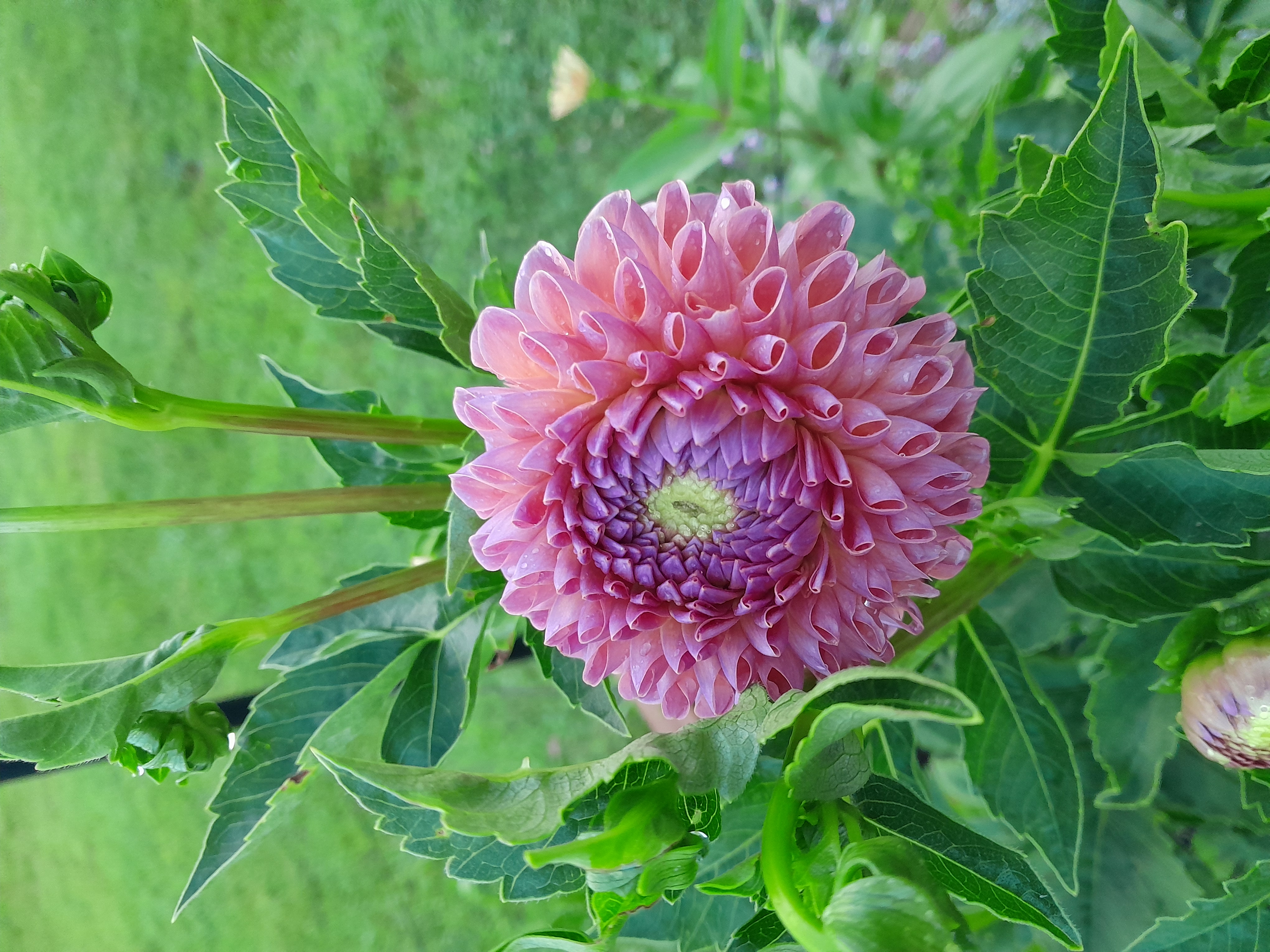 Dahlia Tubers (Coming Soon)