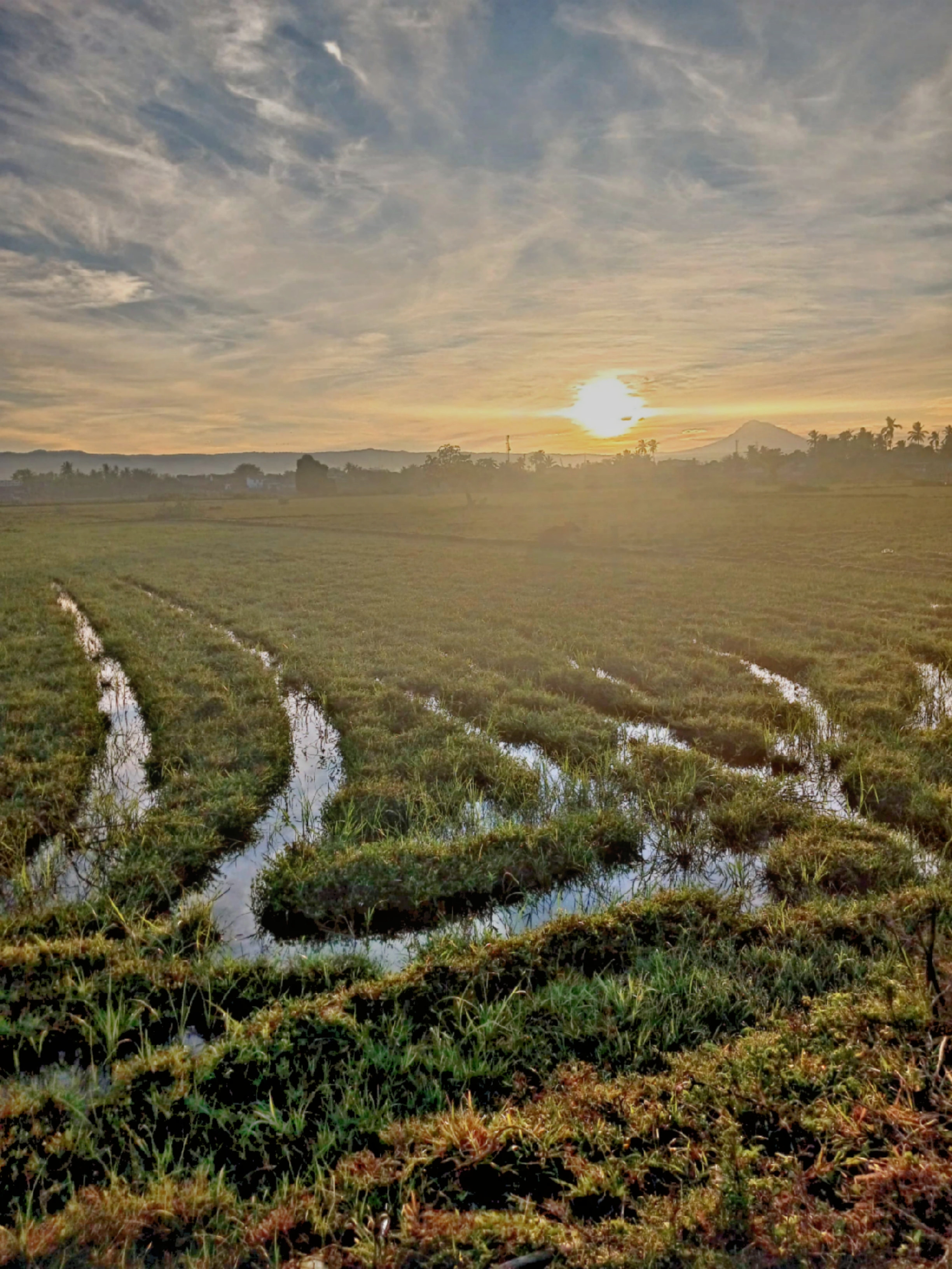 Sunrise Over Rice Fields Digital Art