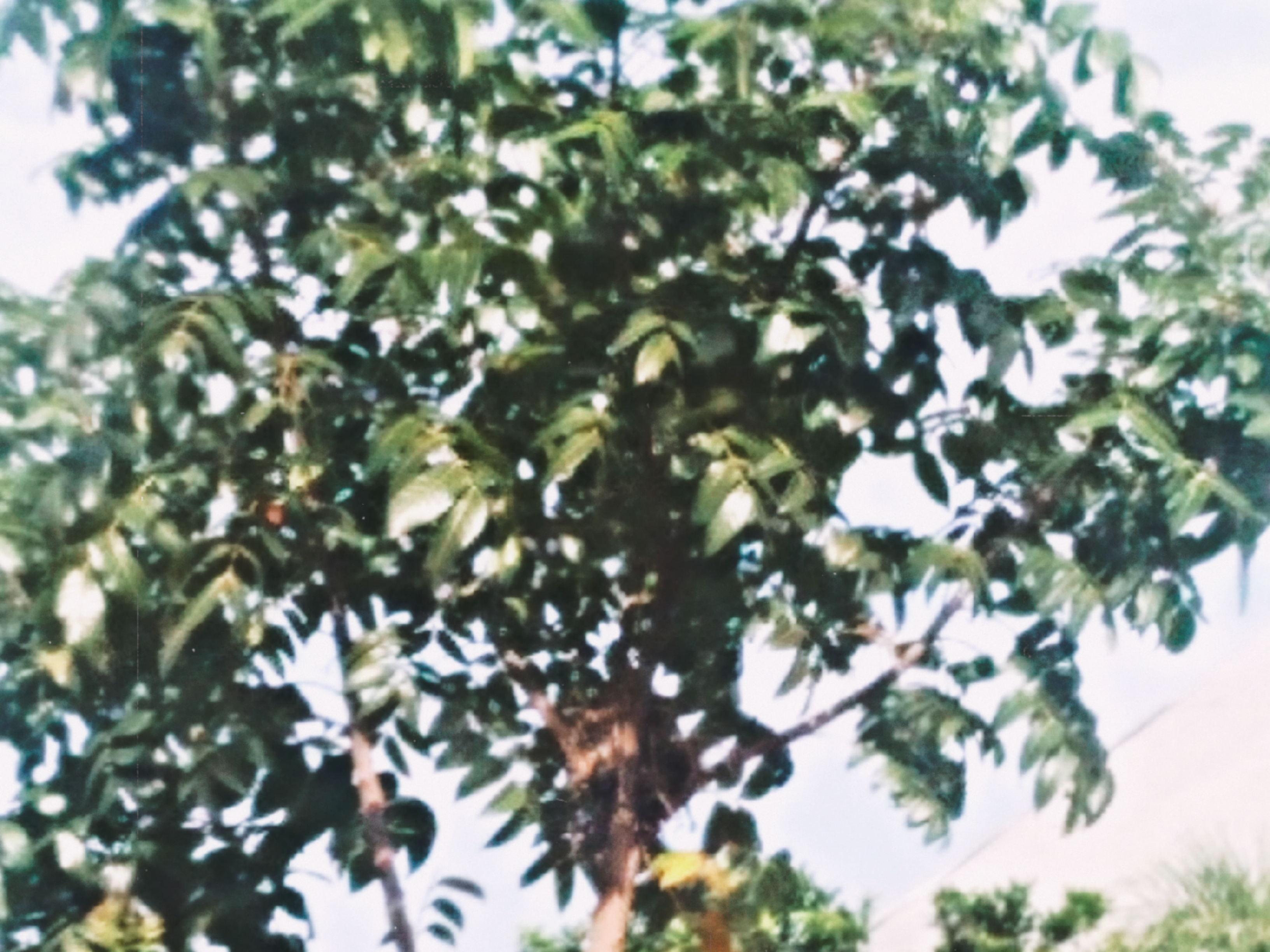 Digital Nature Tree Photo