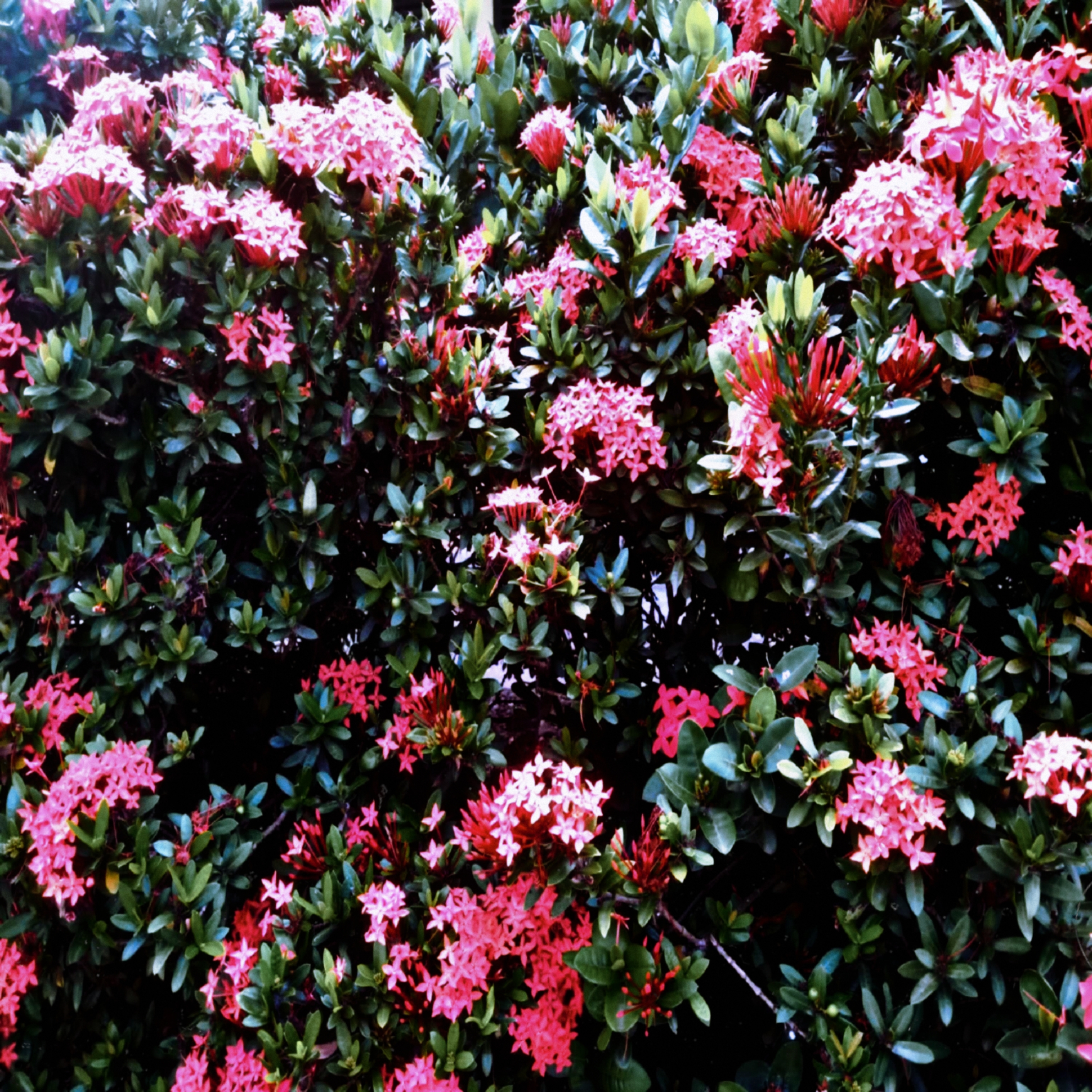 Tropical Flower Bush Digital Photo