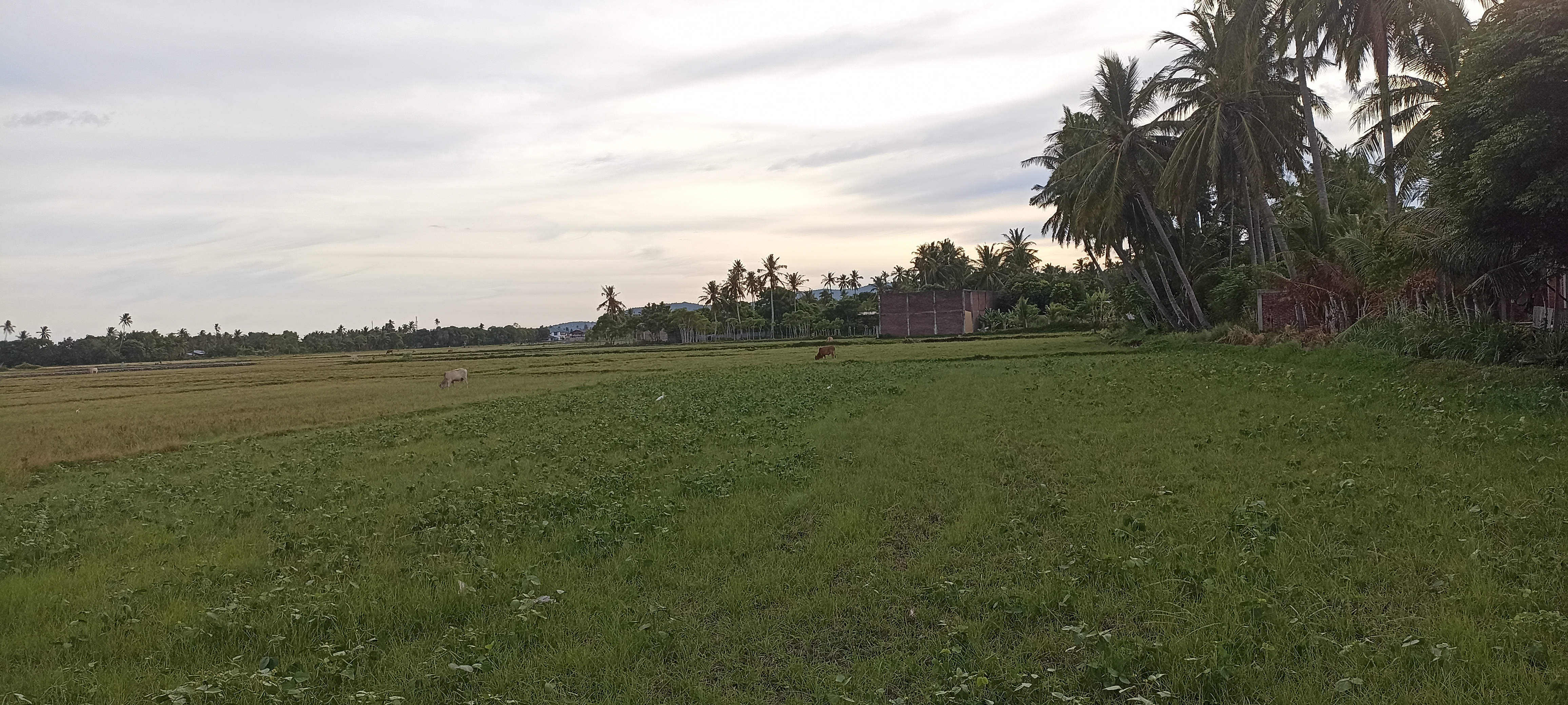 Tropical Countryside Landscape Photo