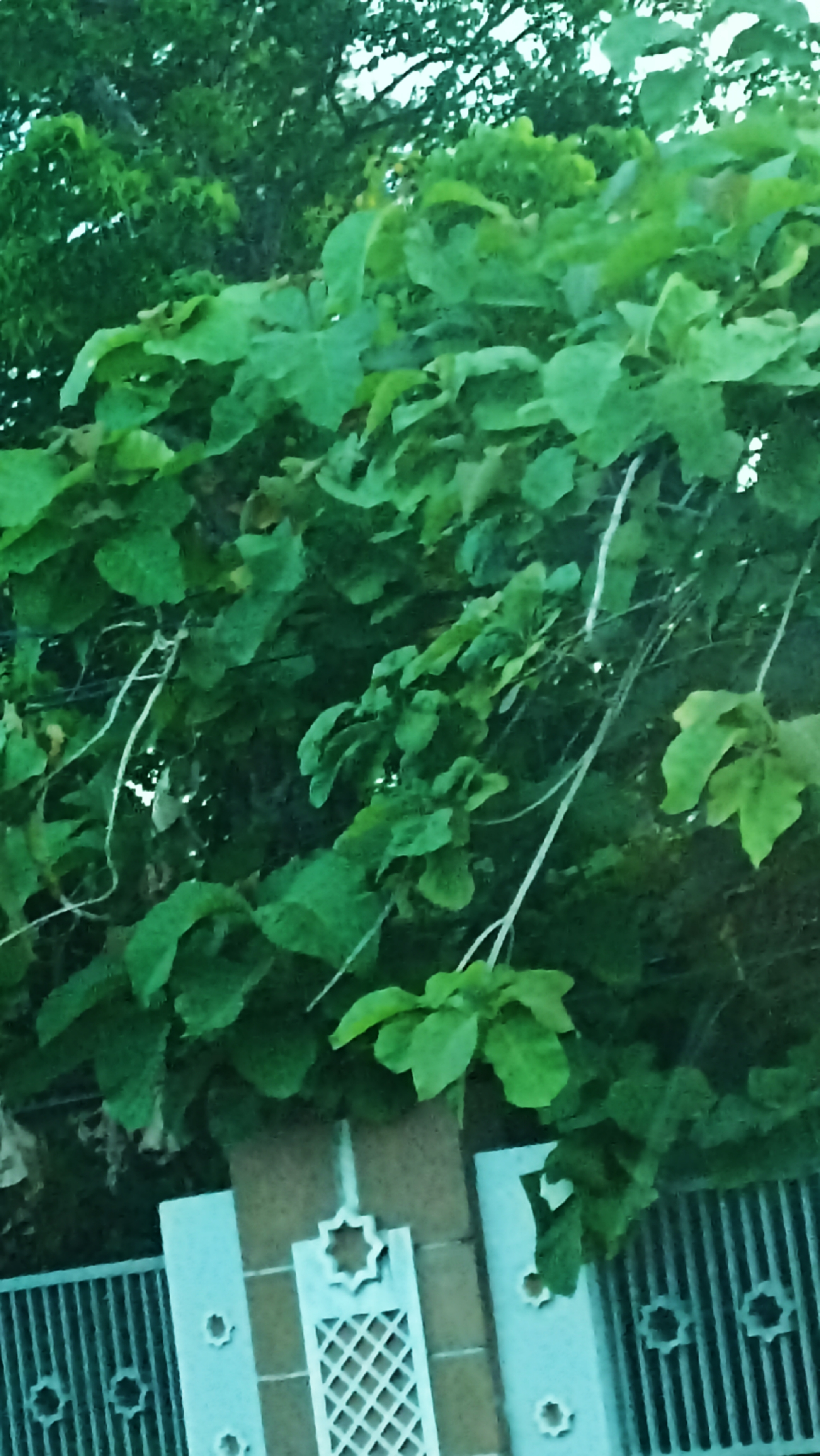 Lush Green Foliage Digital Photo