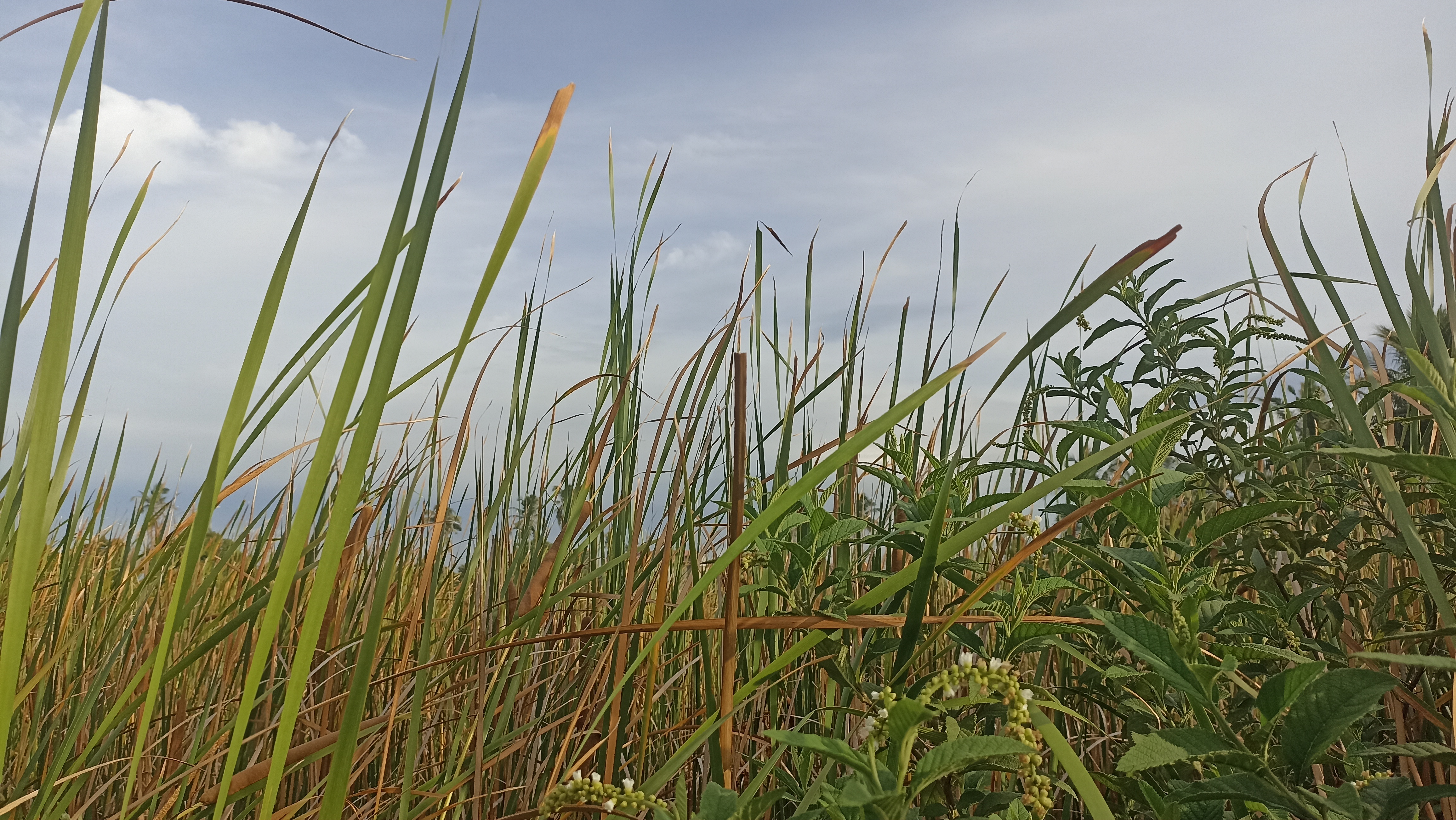 Serene Wetlands Stock Photo