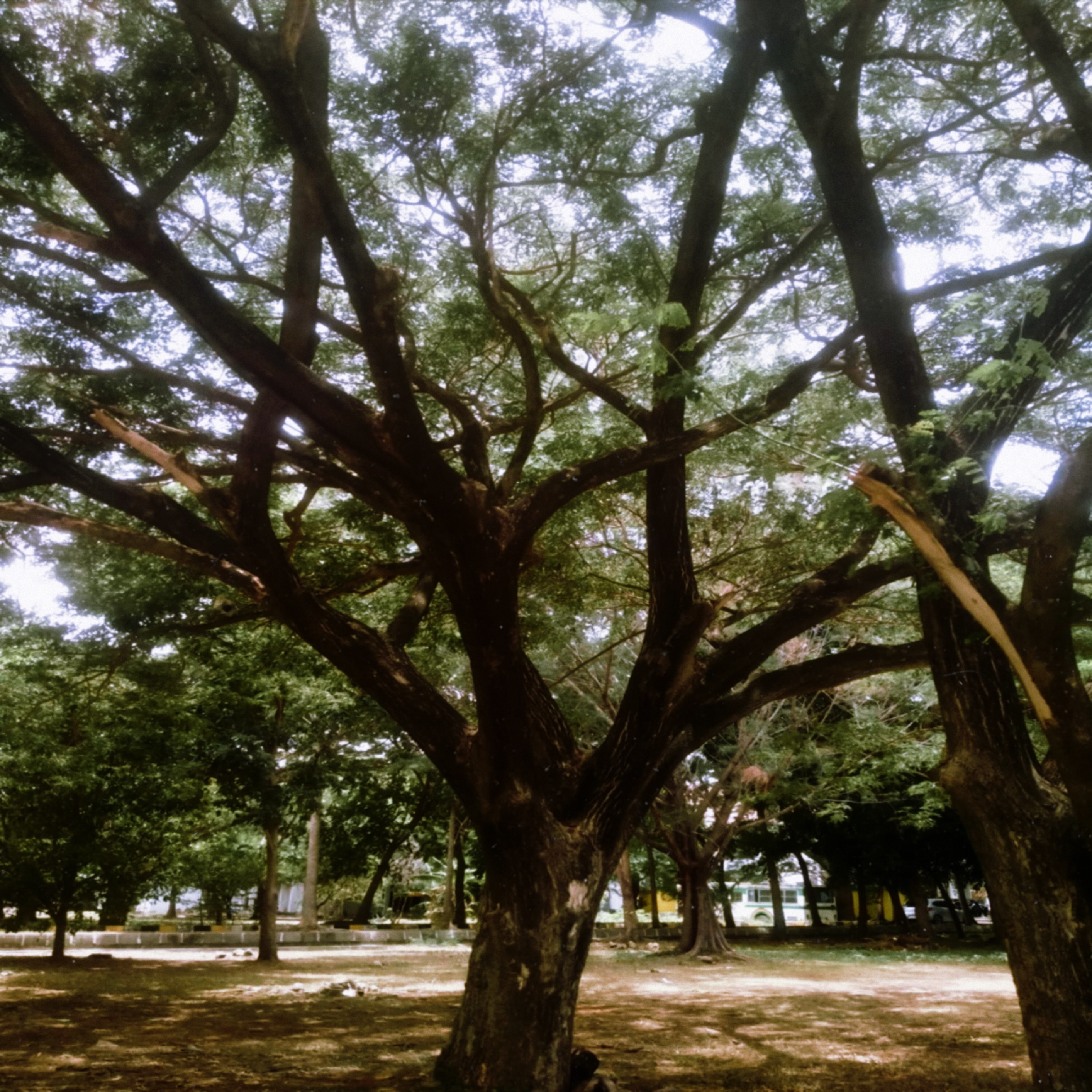 Majestic Tree Digital Photo