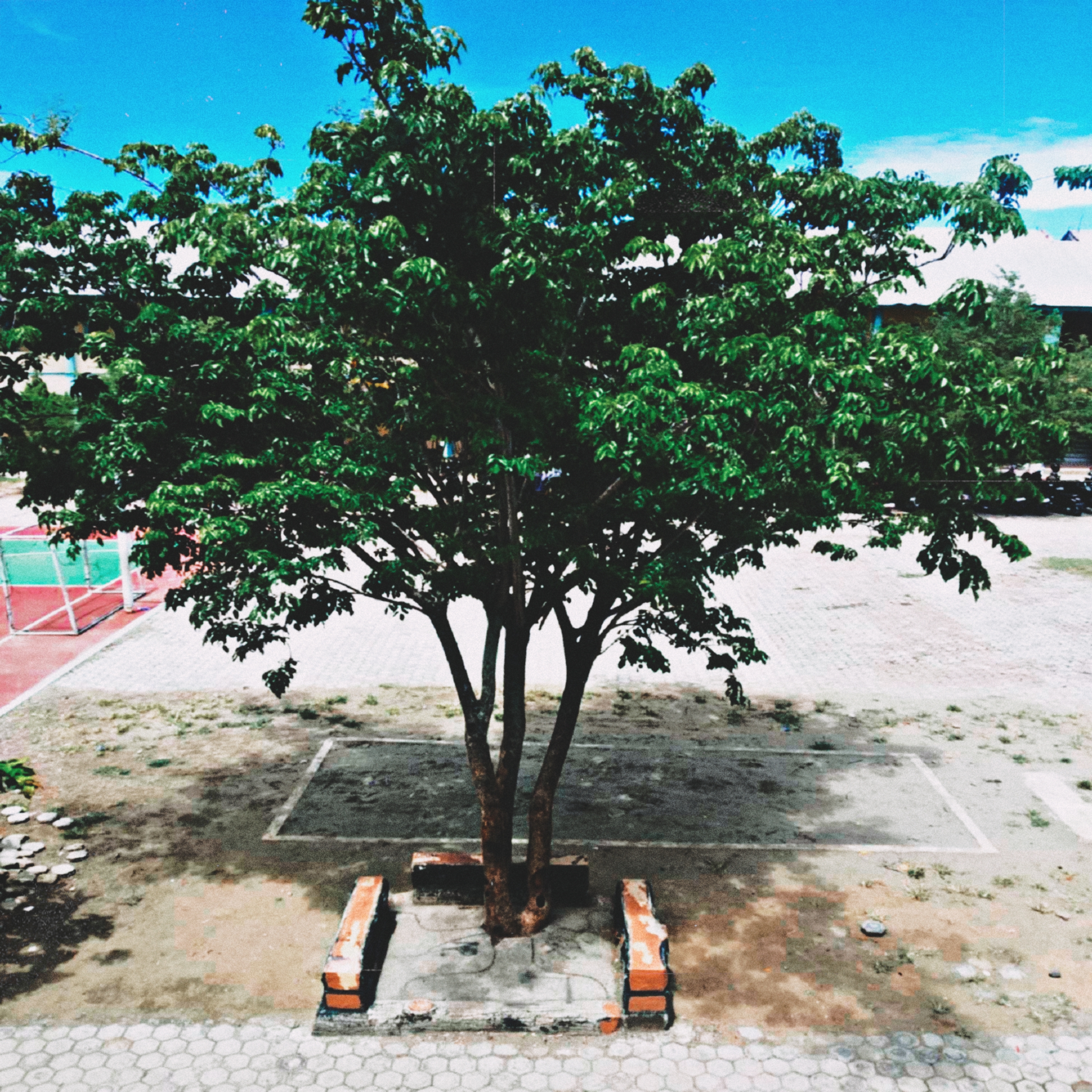 Urban Tree Digital Photo