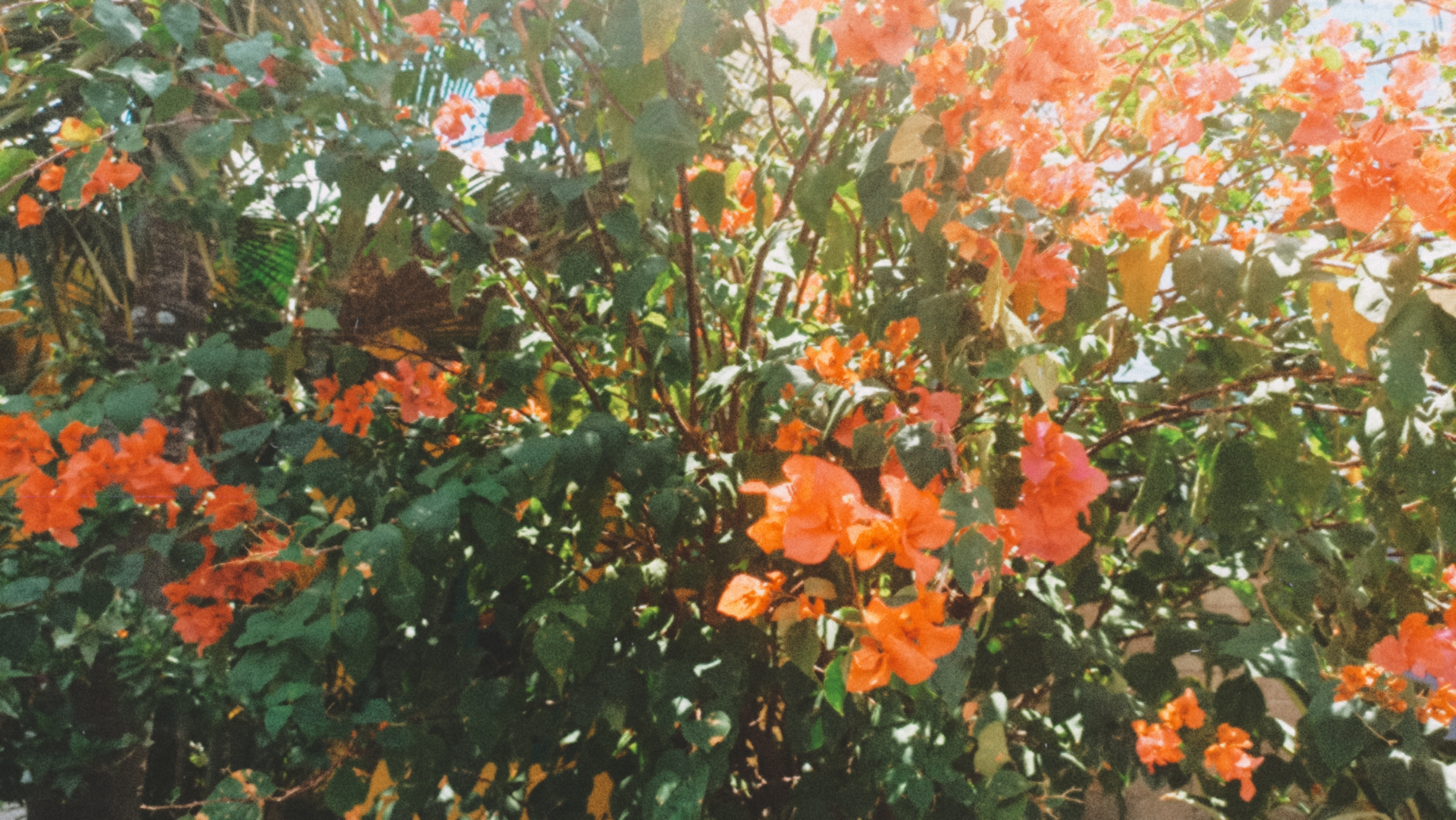 Tropical Orange Blossom Digital Print