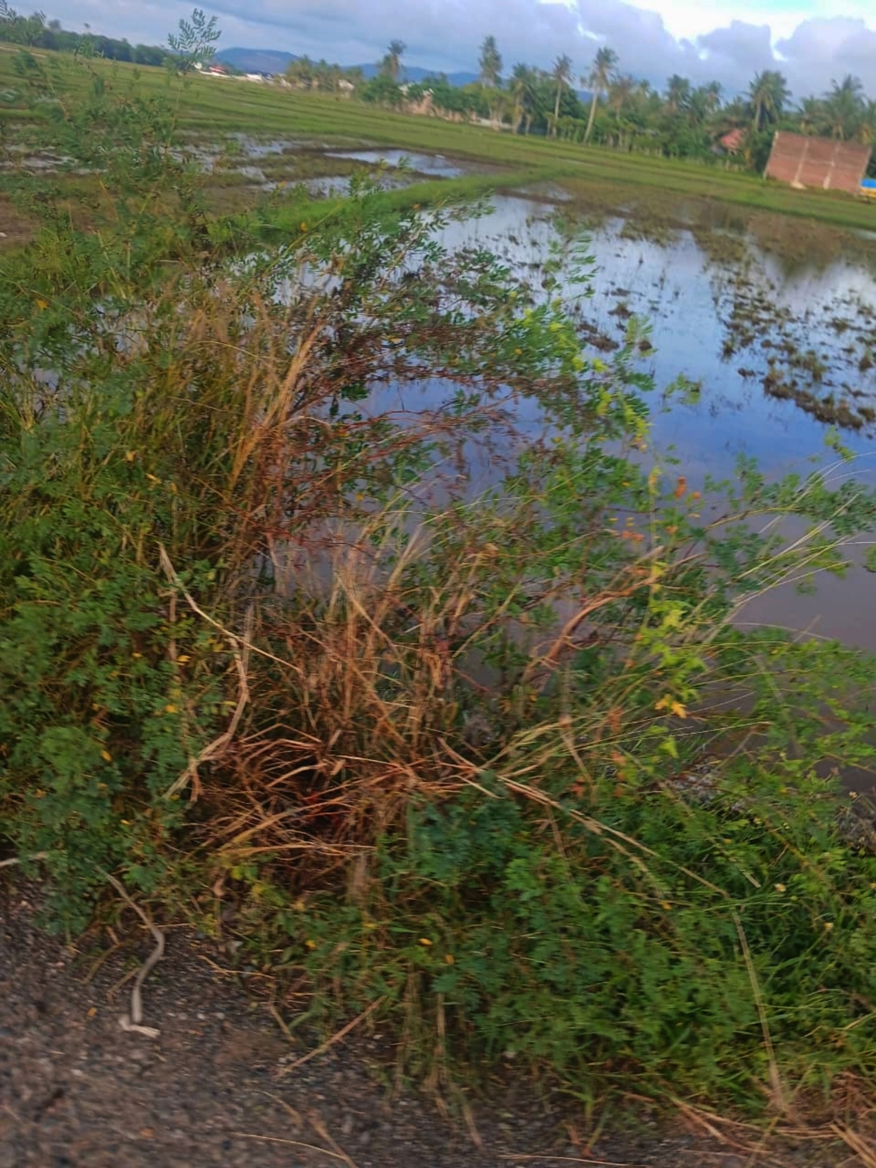 Tranquil Rice Field Digital Photo