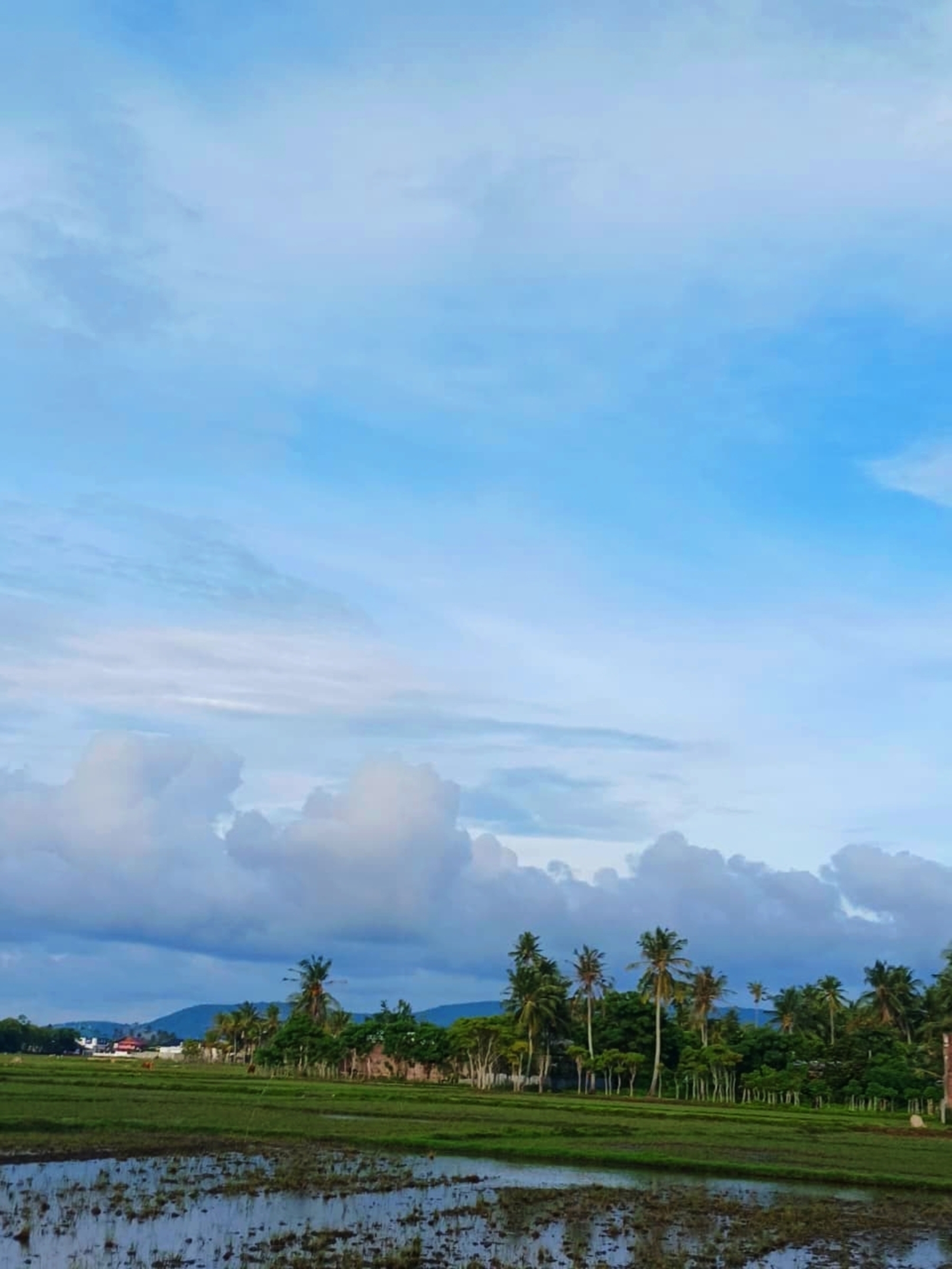 Tropical Landscape Digital Wallpaper