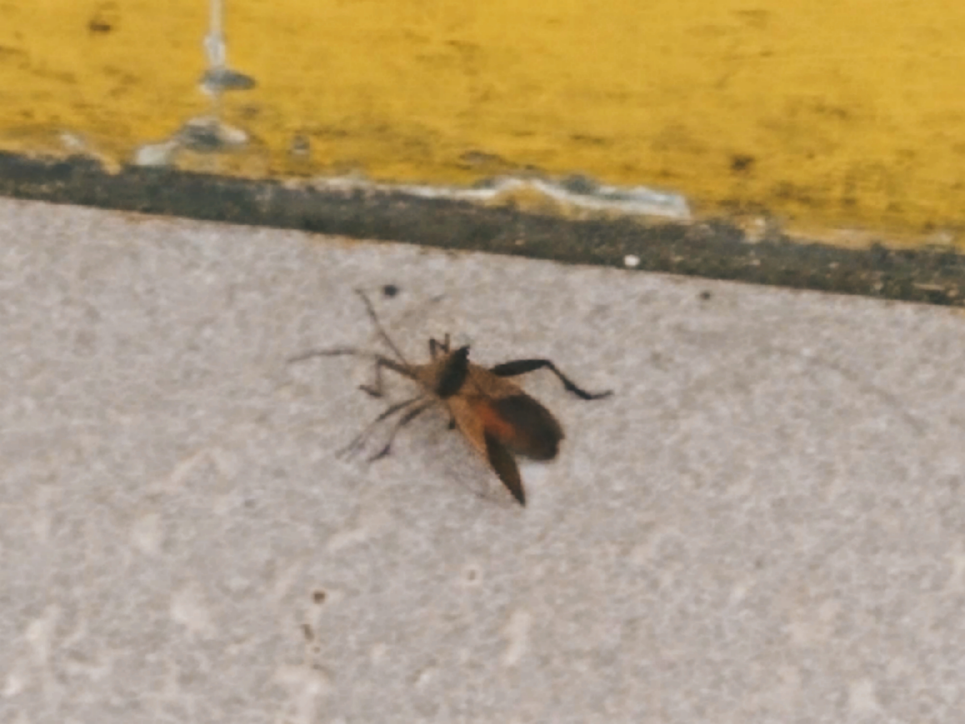 Insect Reference Photo