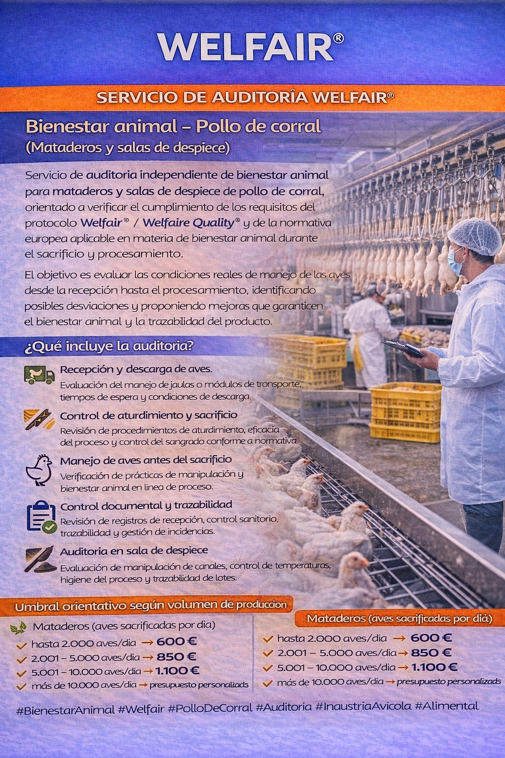 Bienestar animal – Pollo de corral (Mataderos y salas de despiece)