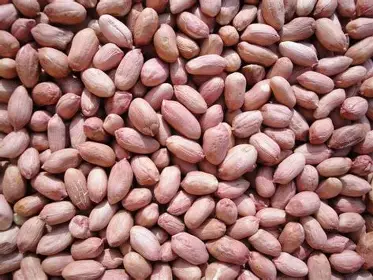 A Paint of Groundnut