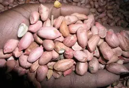 A Paint of Groundnut