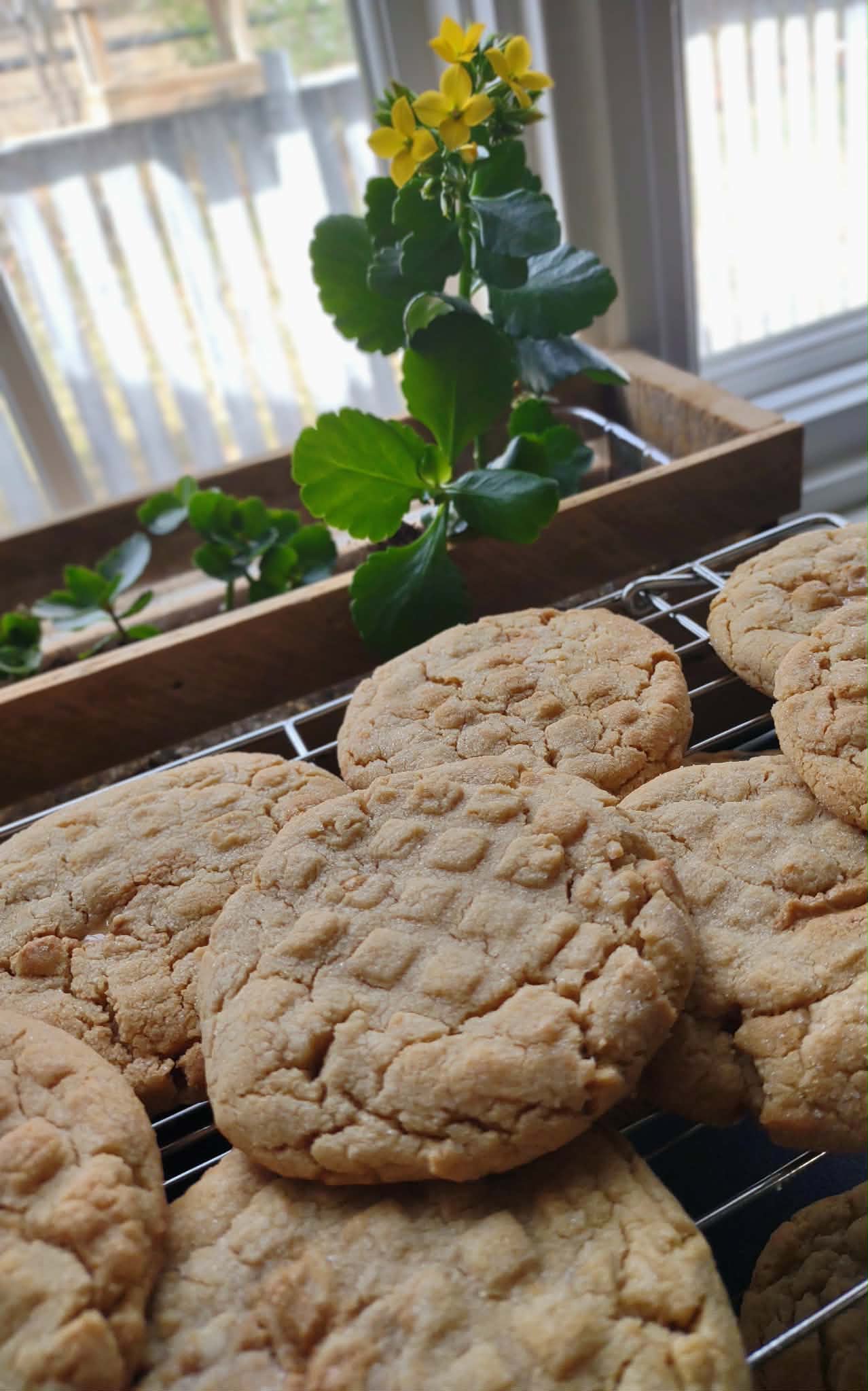 Cookies May 6th and  8th Personal Box