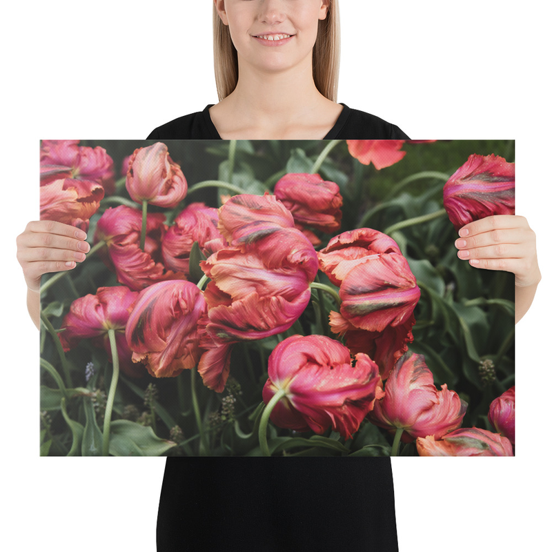 Moody Tulips
