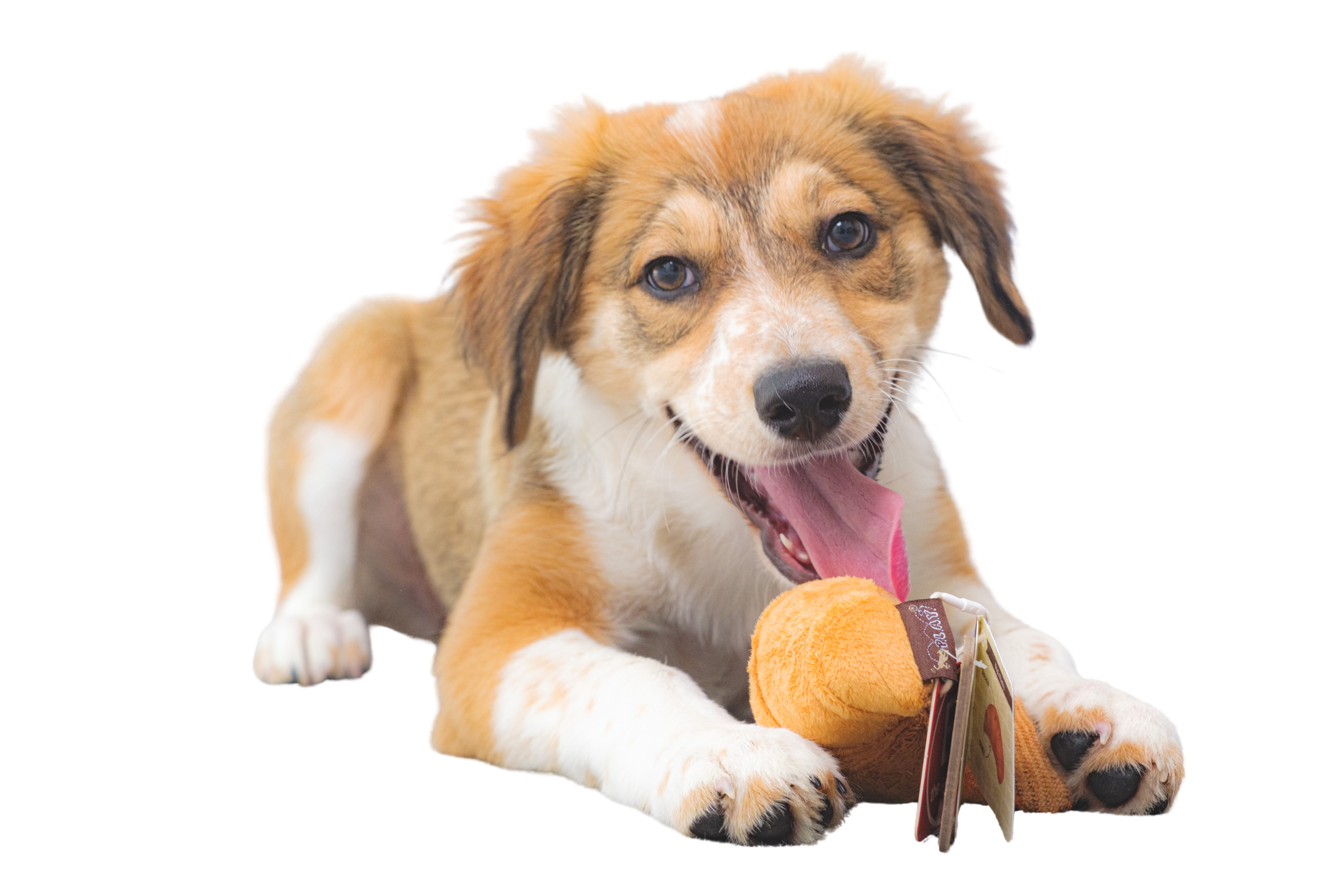 Bilan Pré-Adoption – Bien choisir son futur compagnon