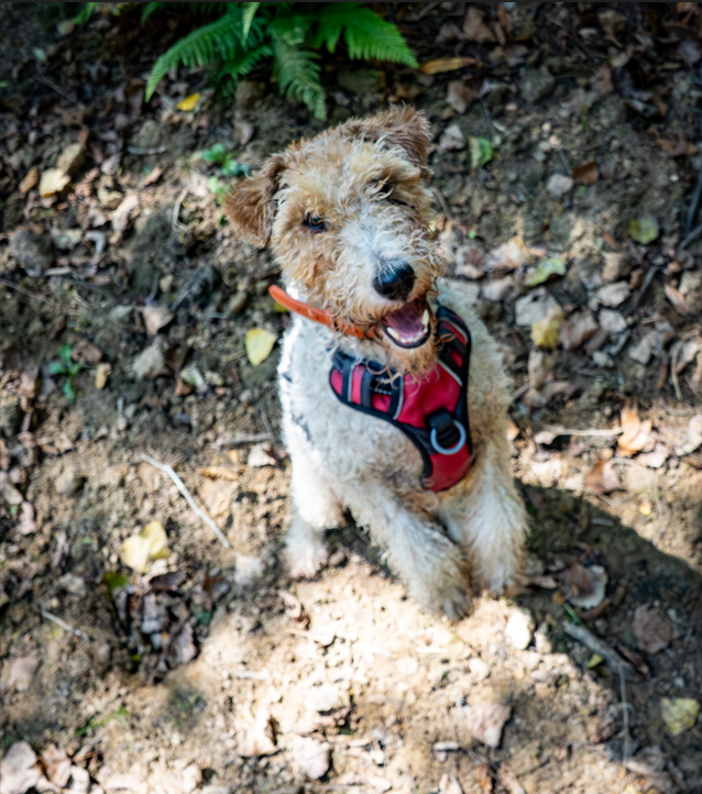 Rééducation & Comportement du chien adulte