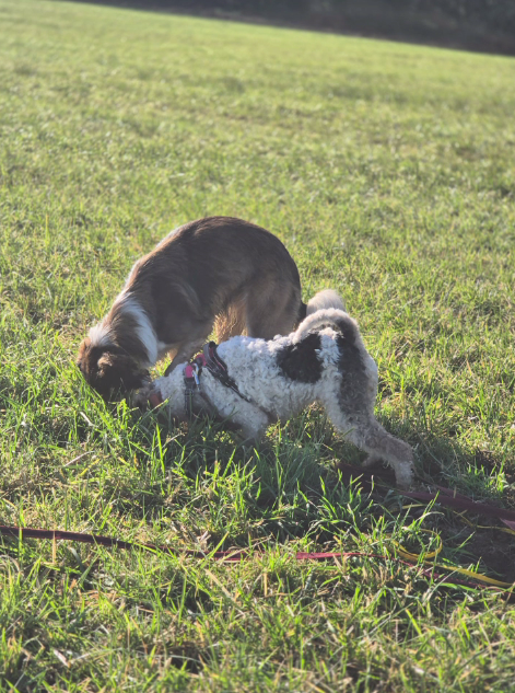 Randog Collective - 2h30