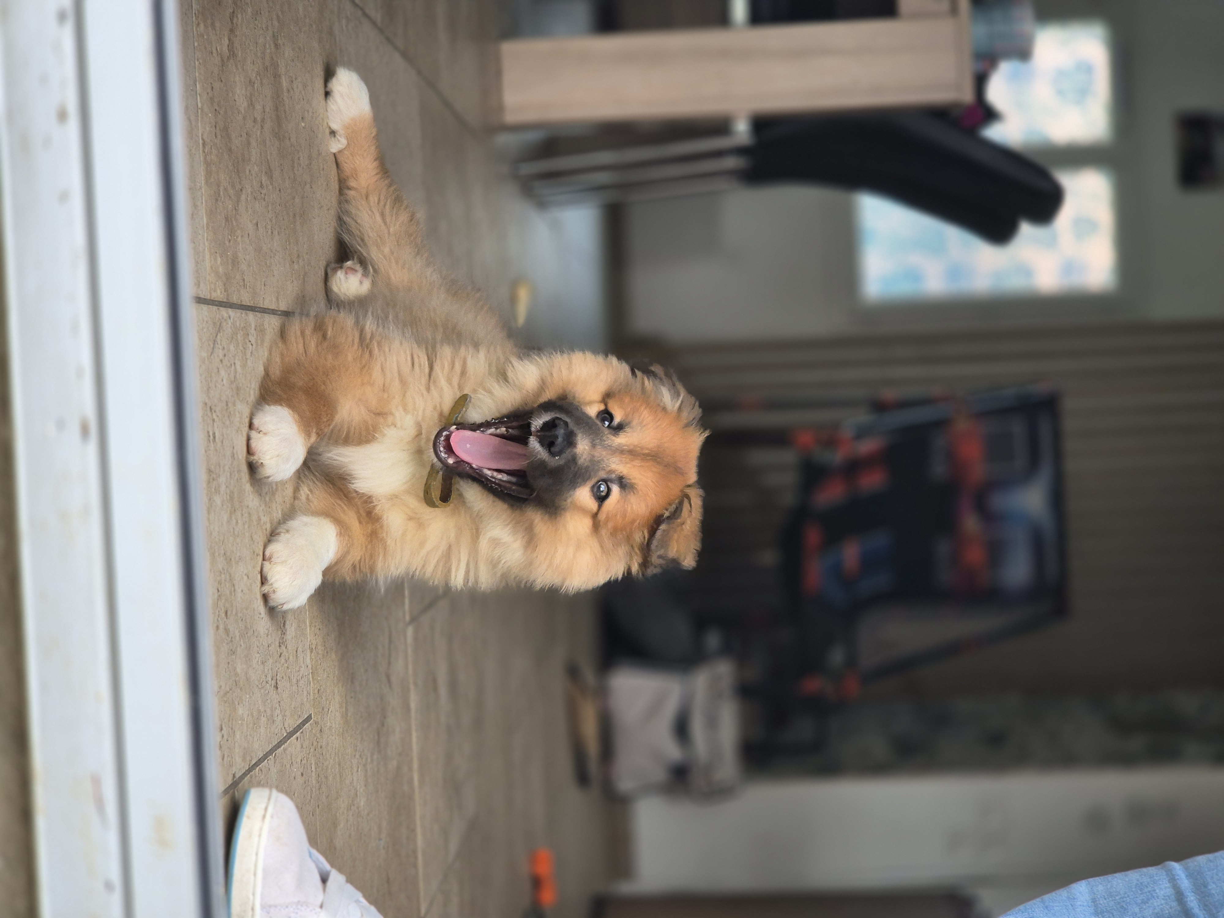 Bilan Chiot – Bien démarrer dès le début