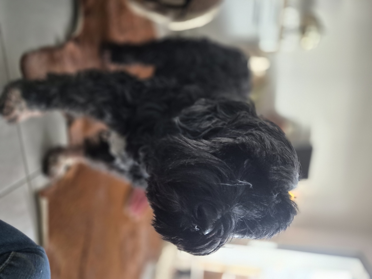Prévisite obligatoire -Garderie, Balades, Randog & Petsitting - 45min