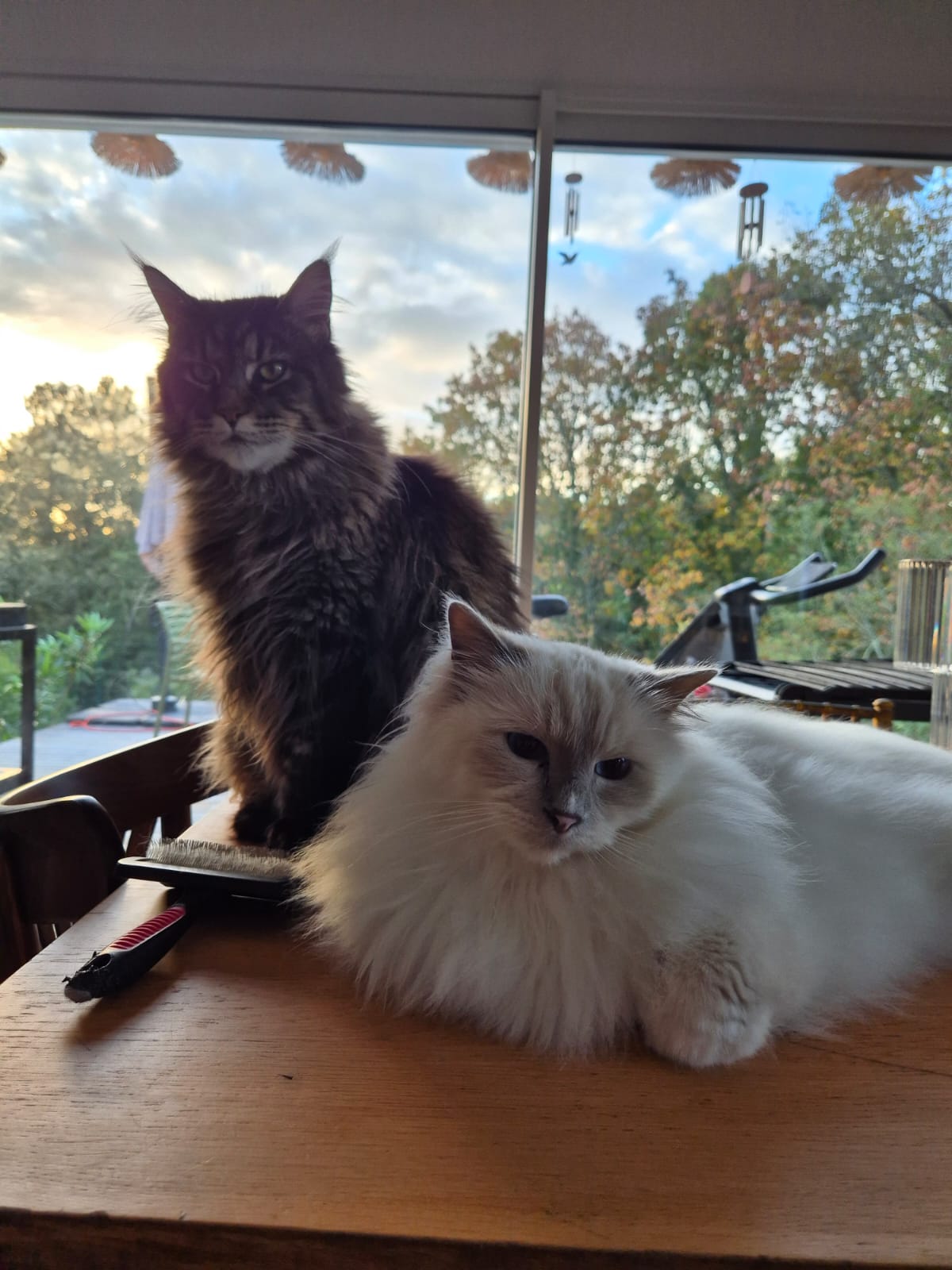 Petsitting – Chats & NAC