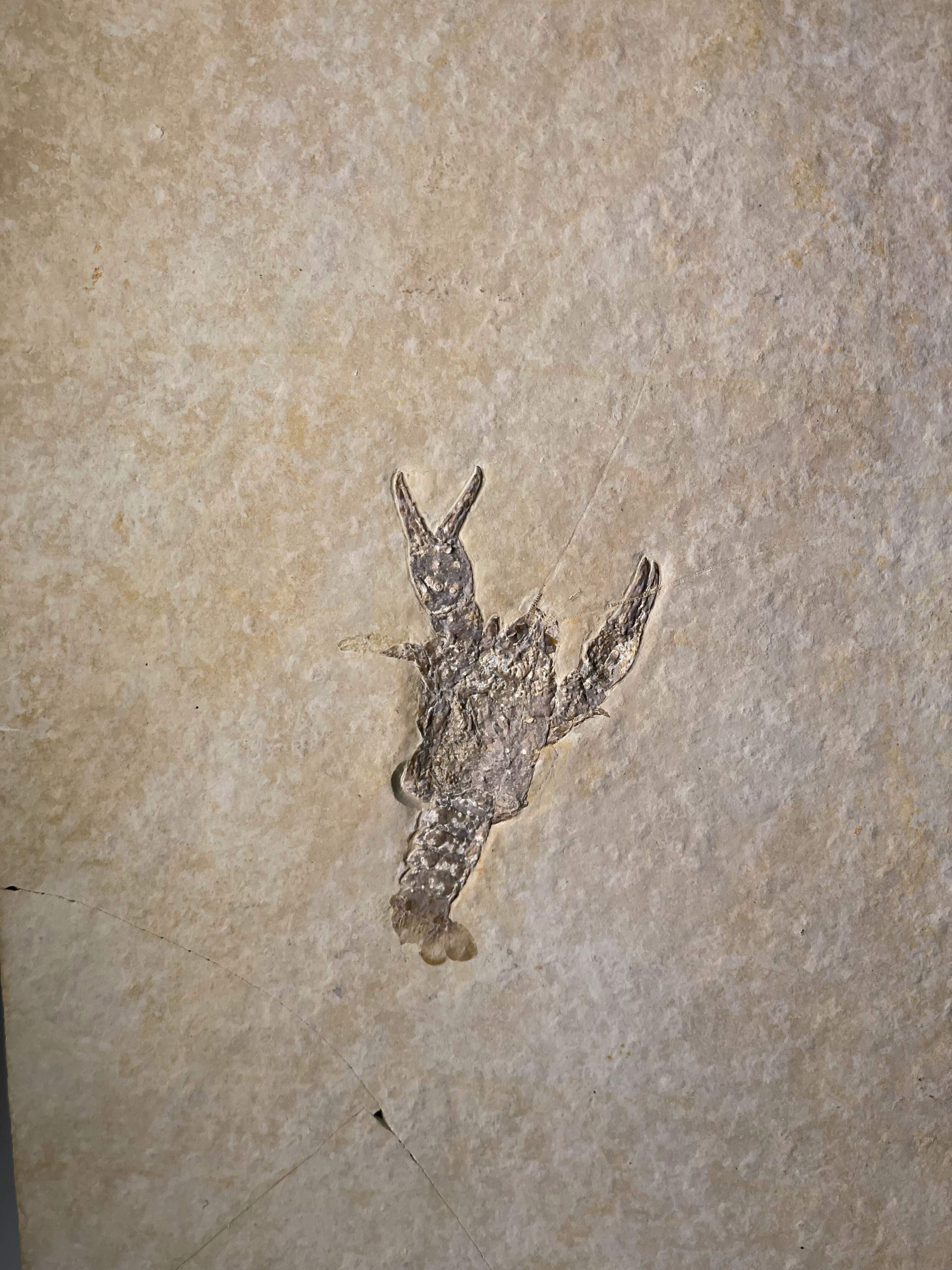 Pustulina minuta
