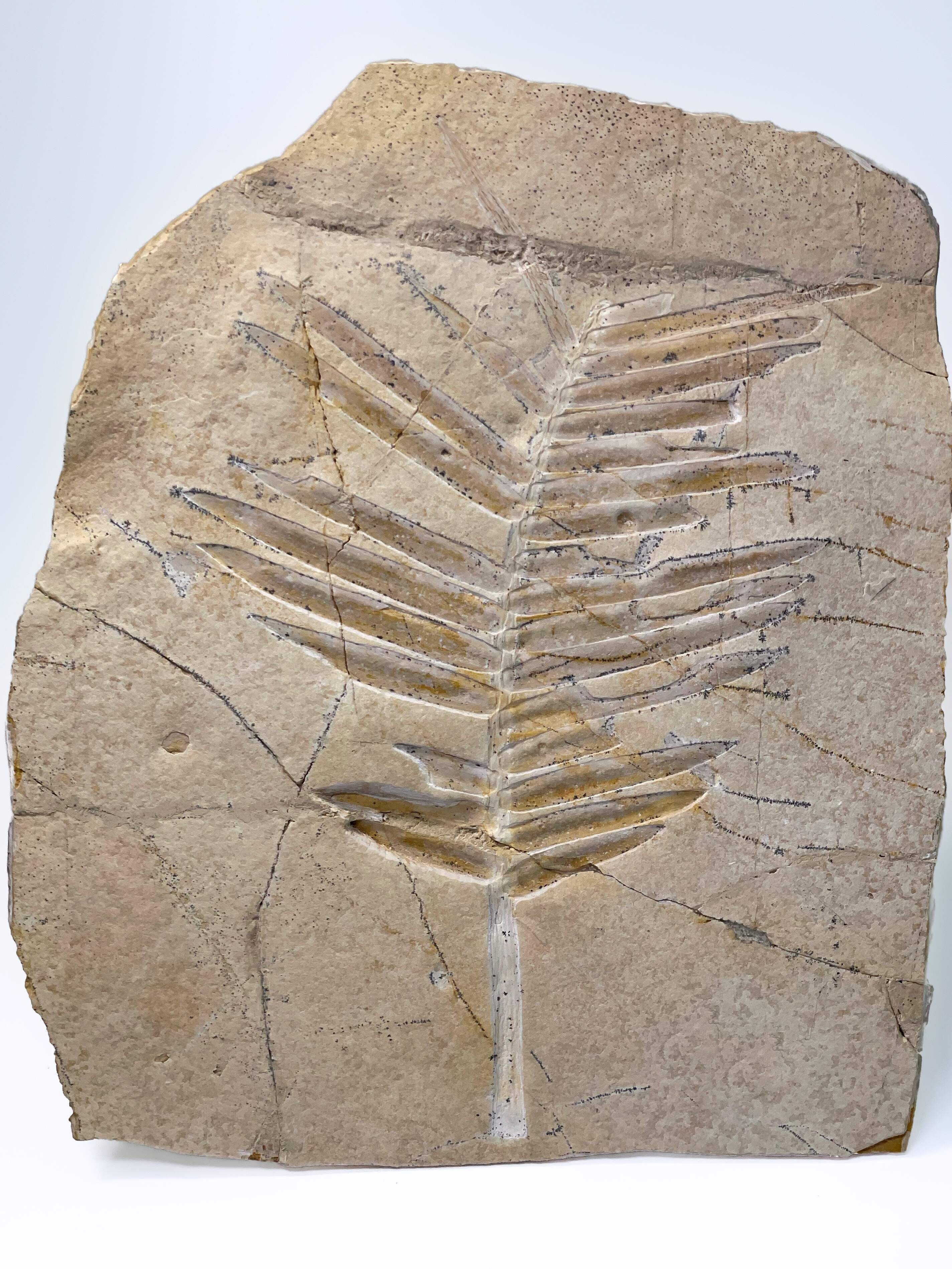 Zamites feneonis