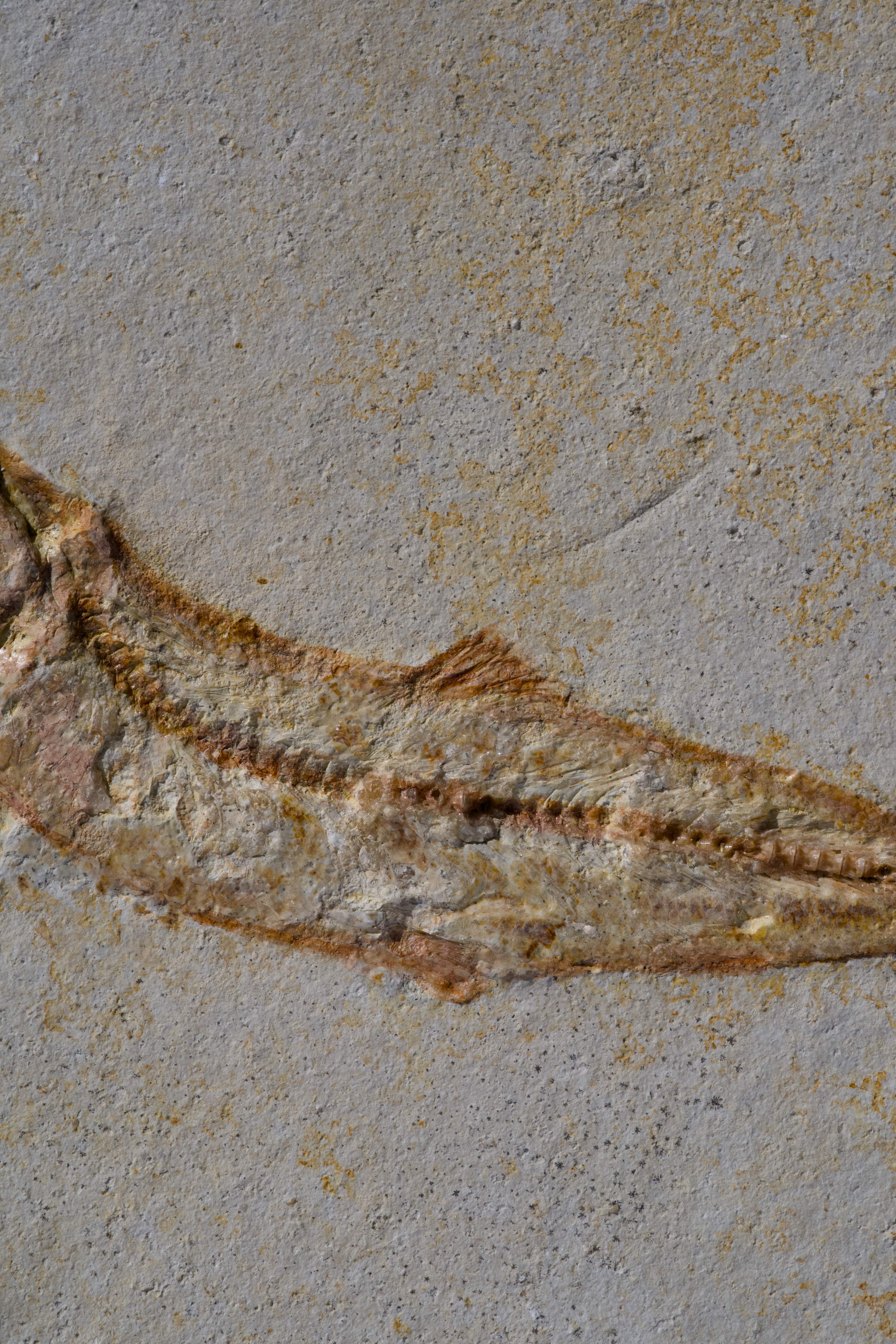 Tharsis dubius